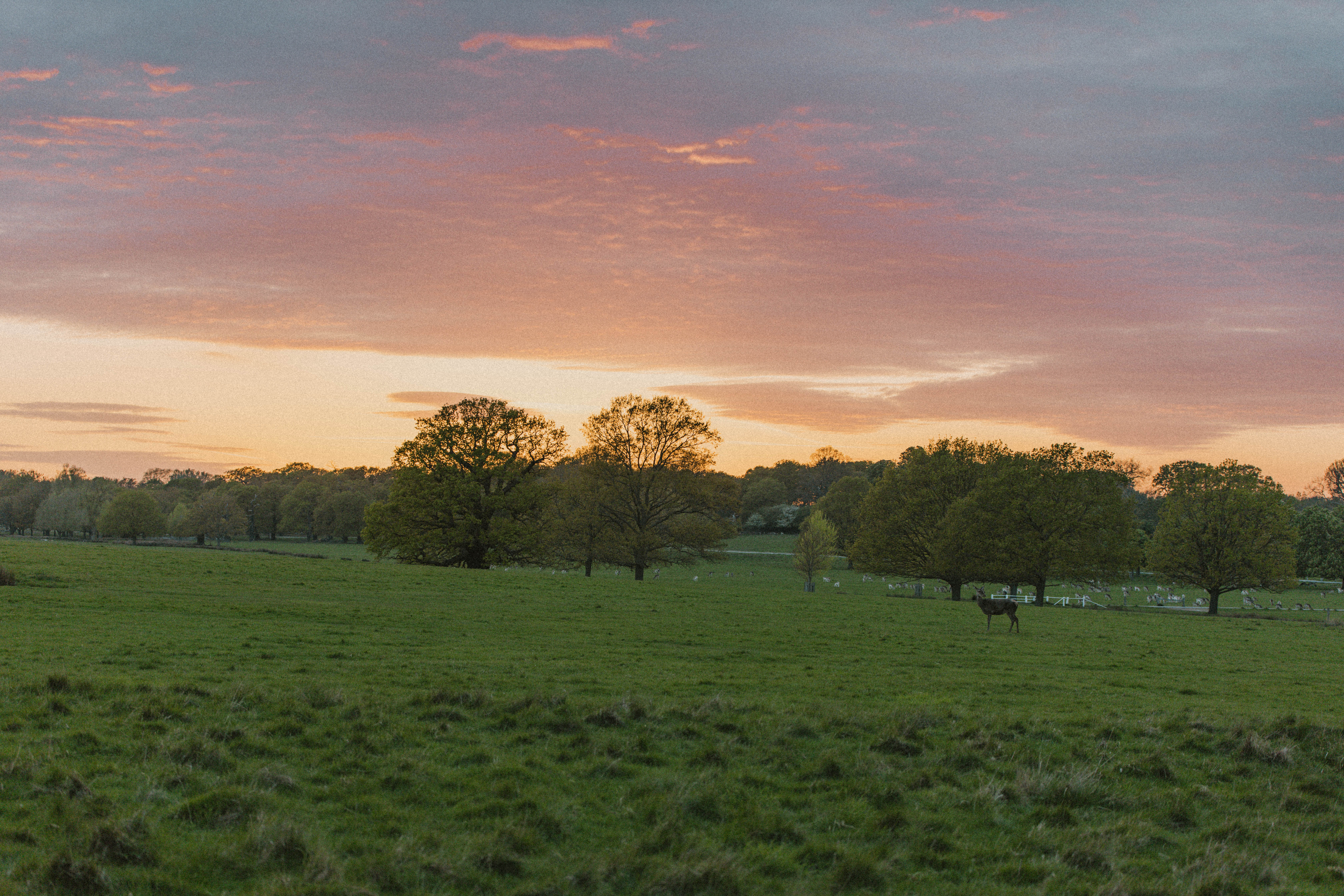 Richmond Park 146