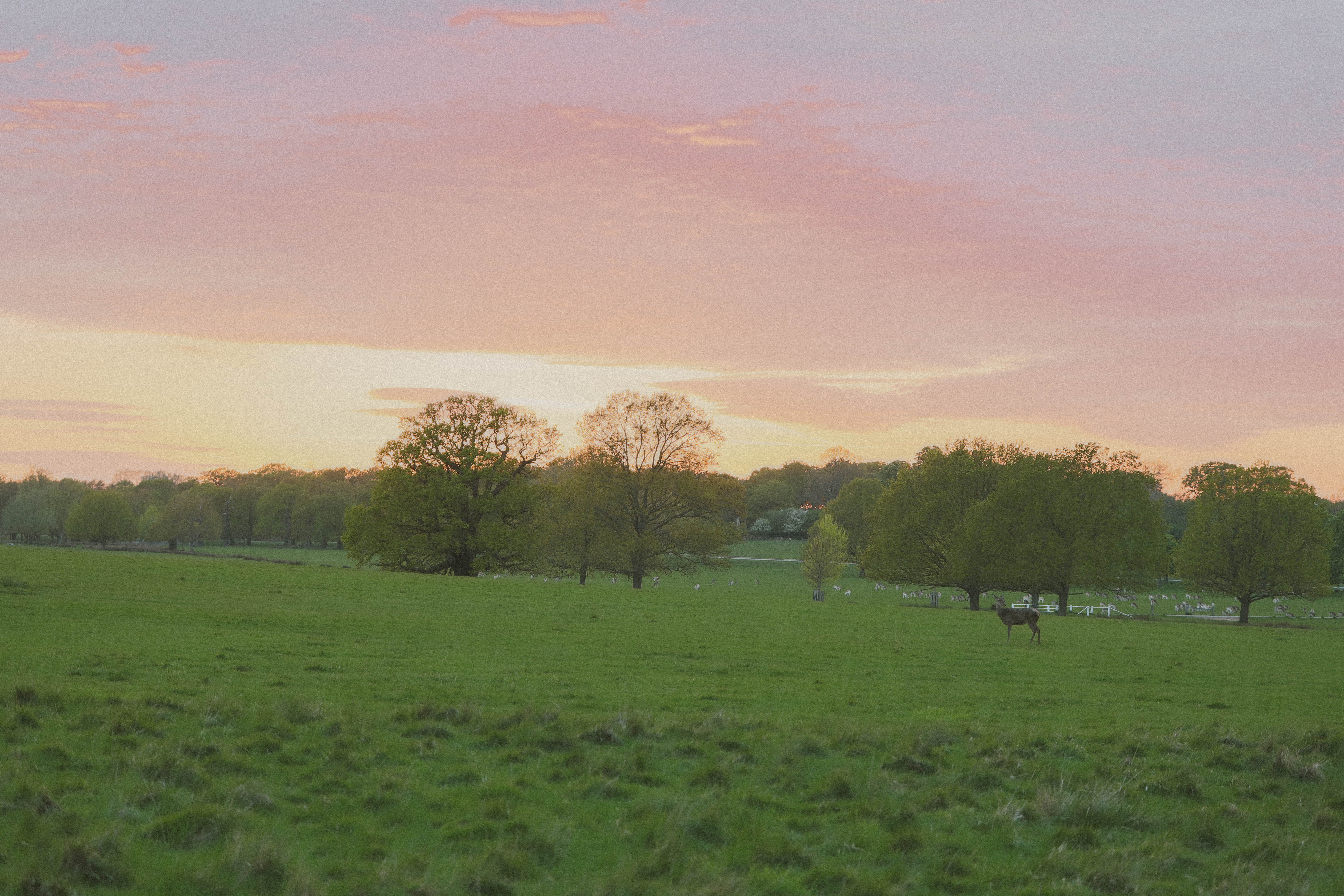Richmond Park 147