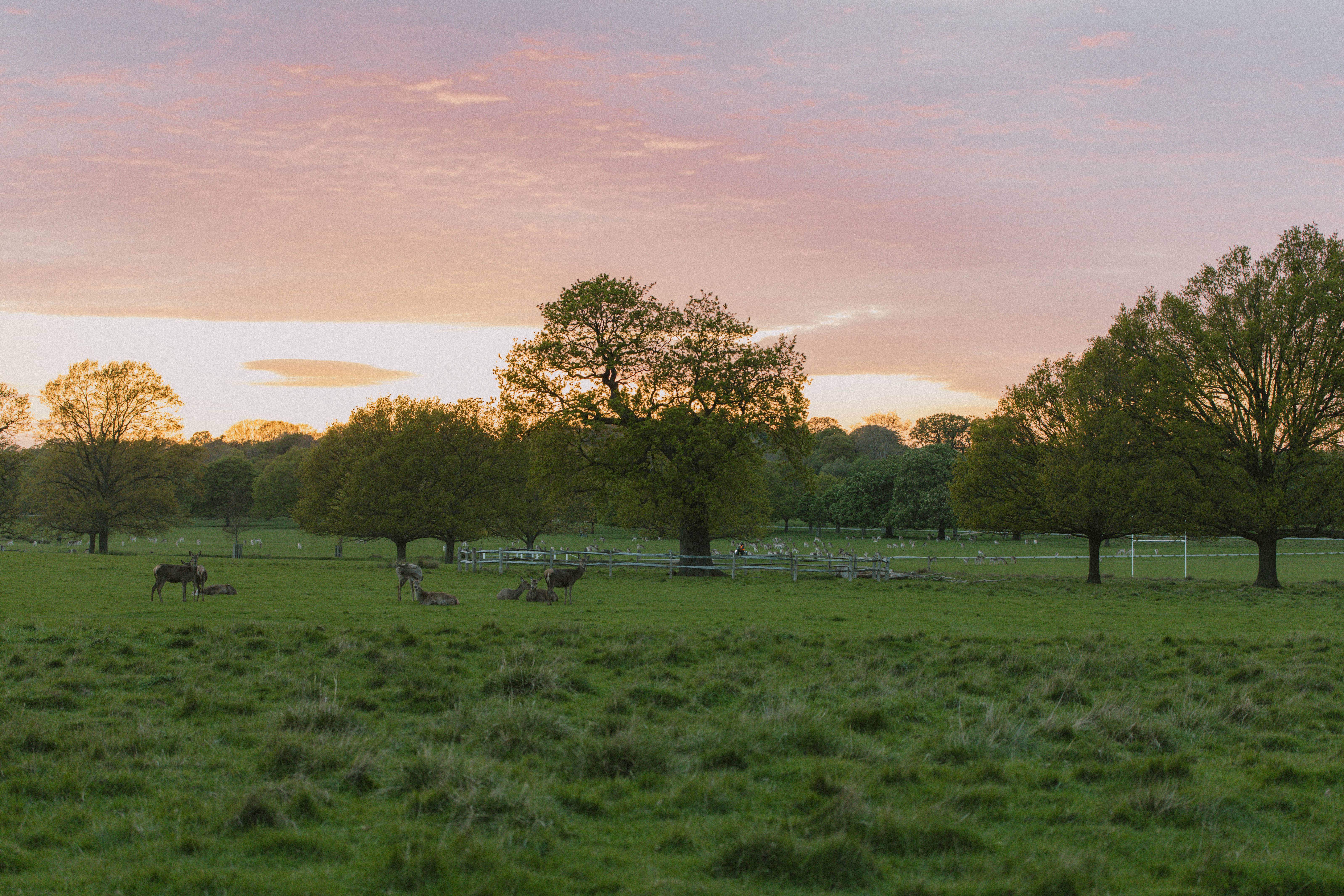 Richmond Park 148