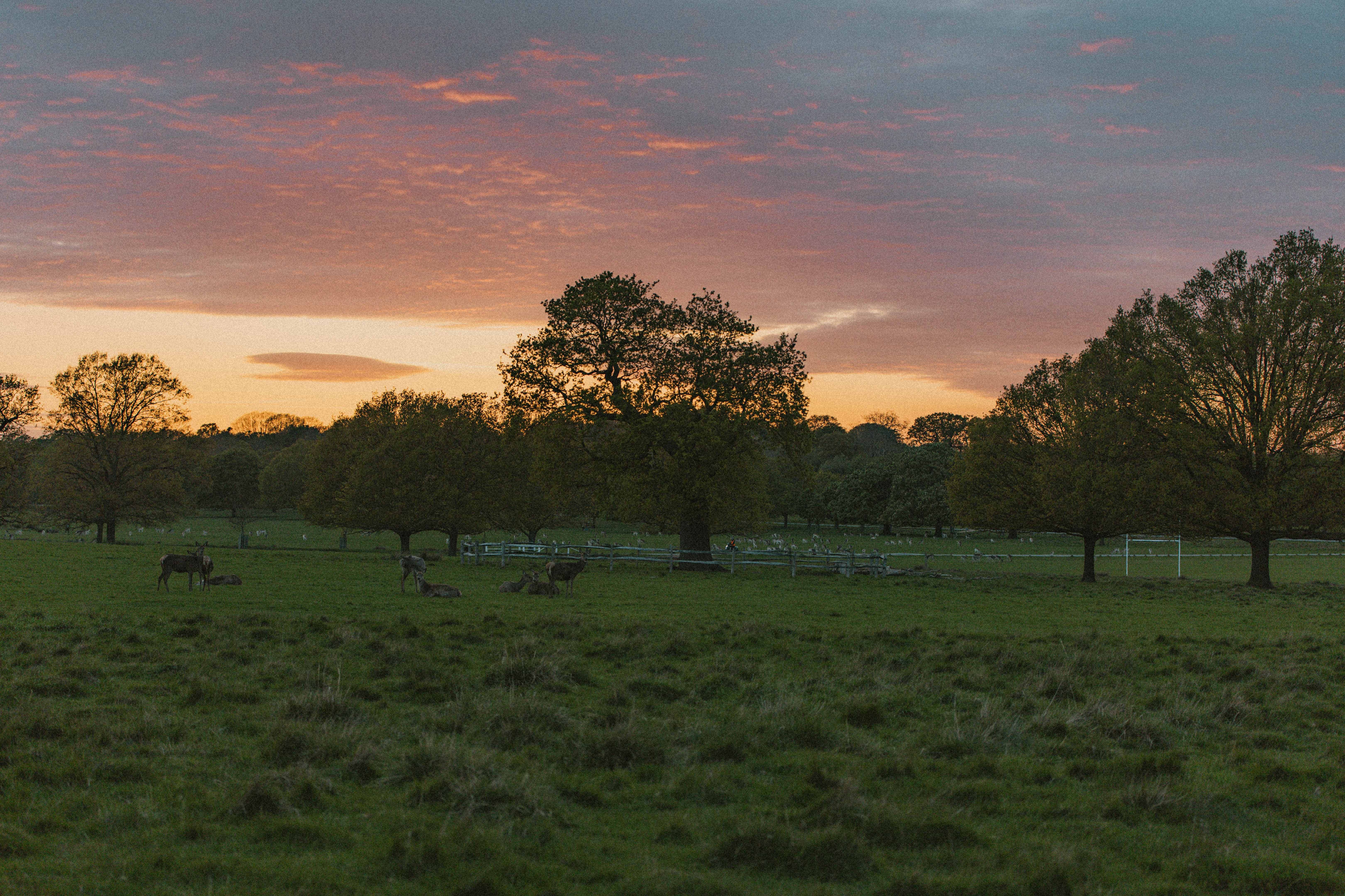 Richmond Park 149