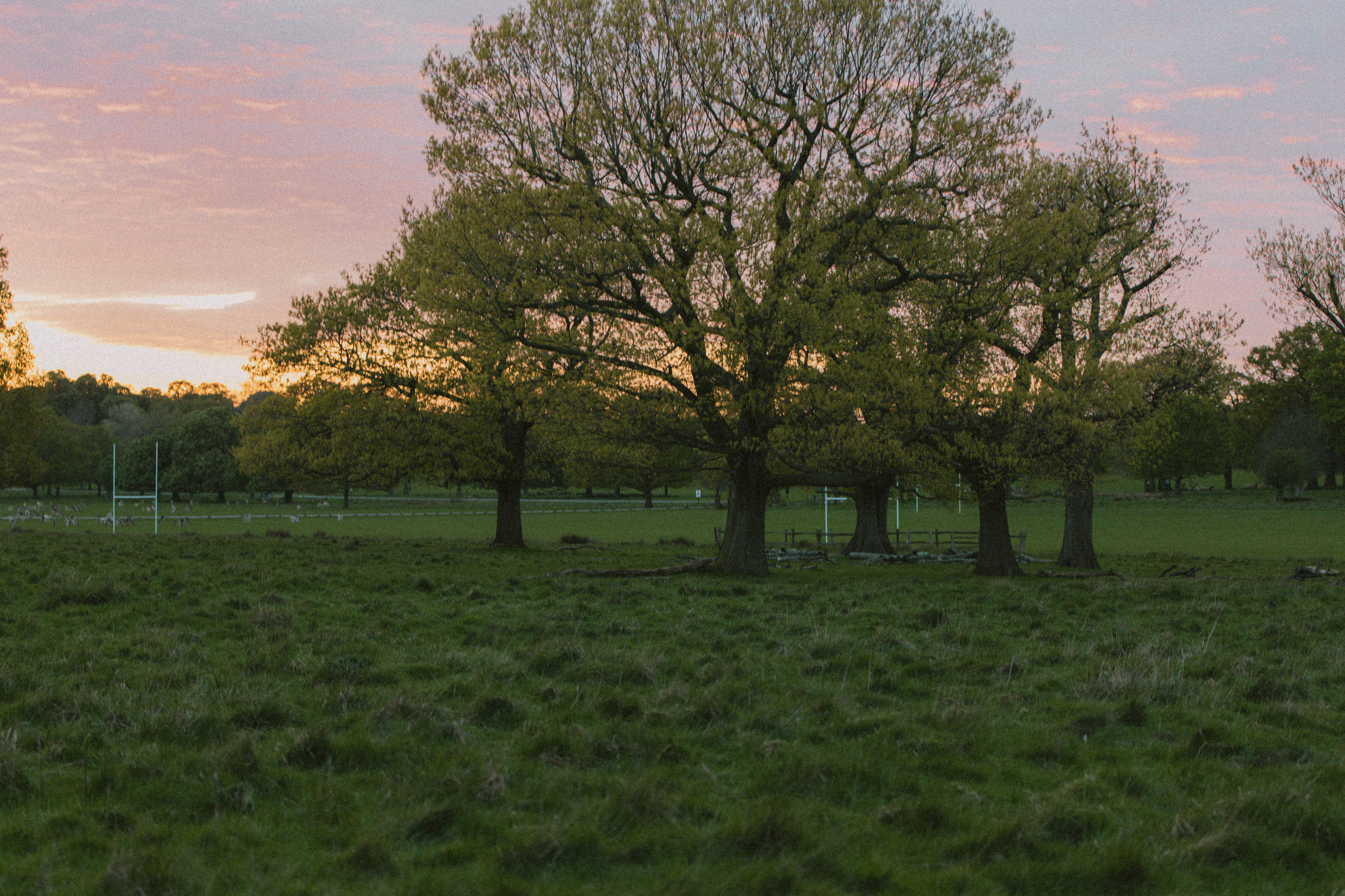Richmond Park 151