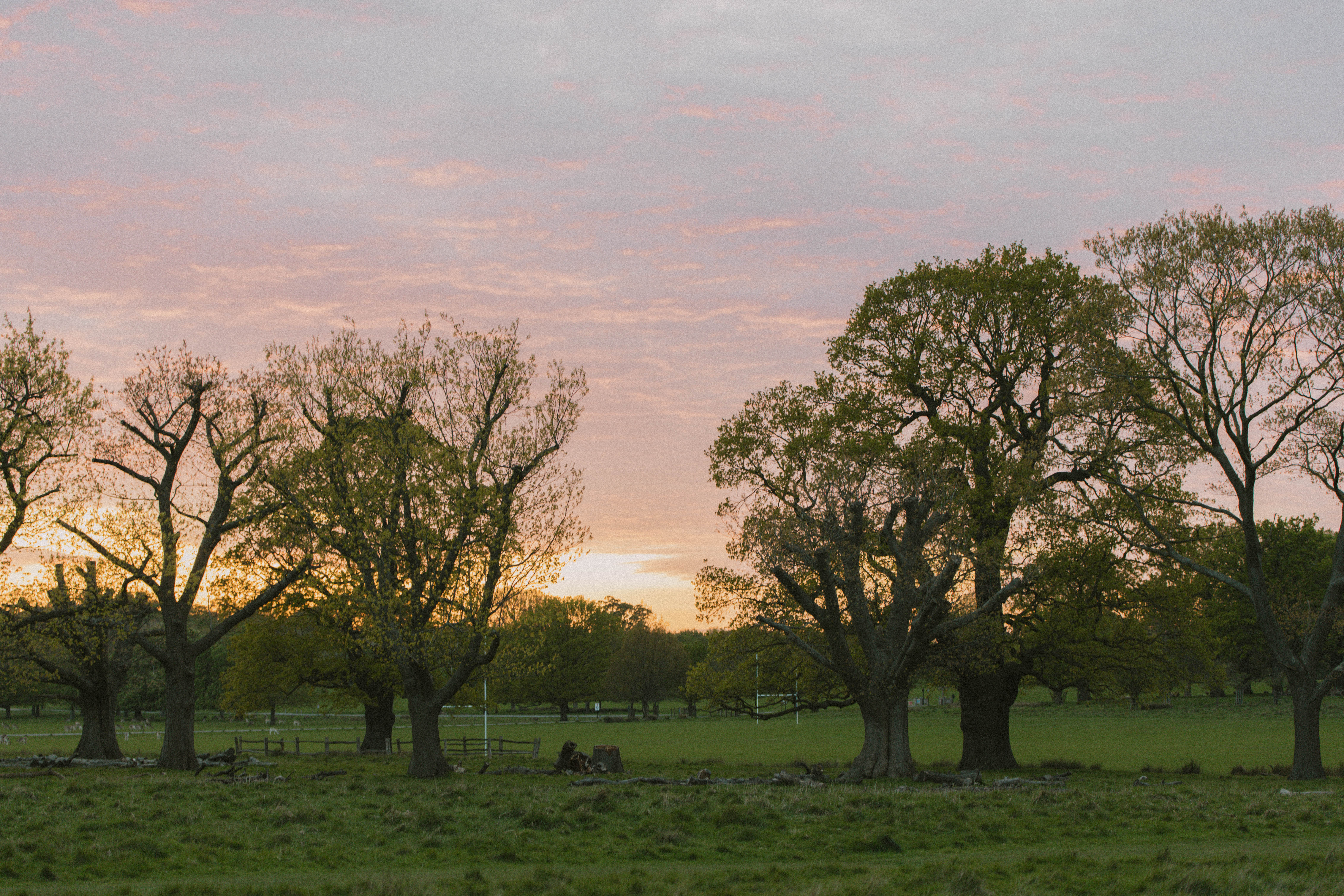 Richmond Park 152