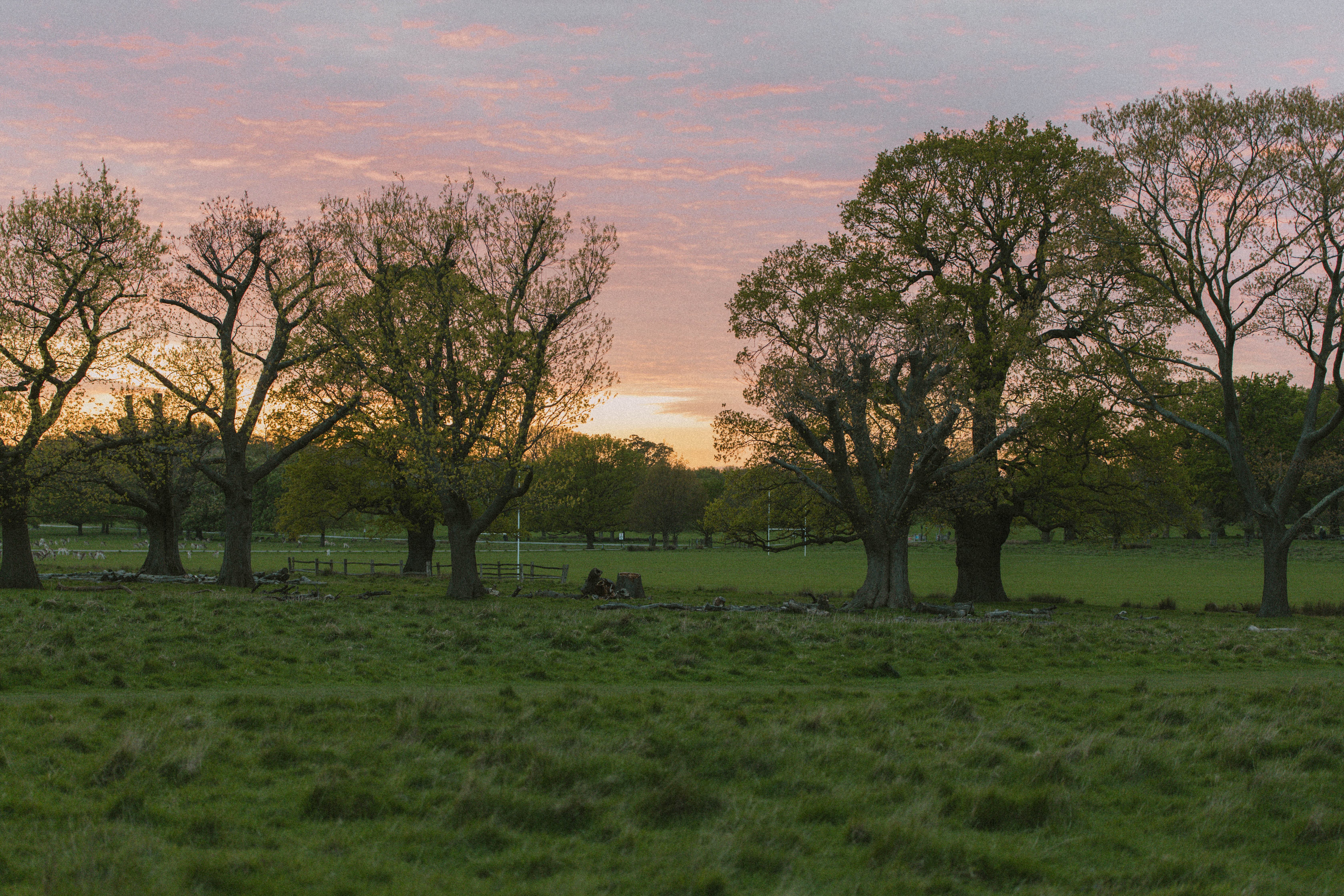 Richmond Park 153
