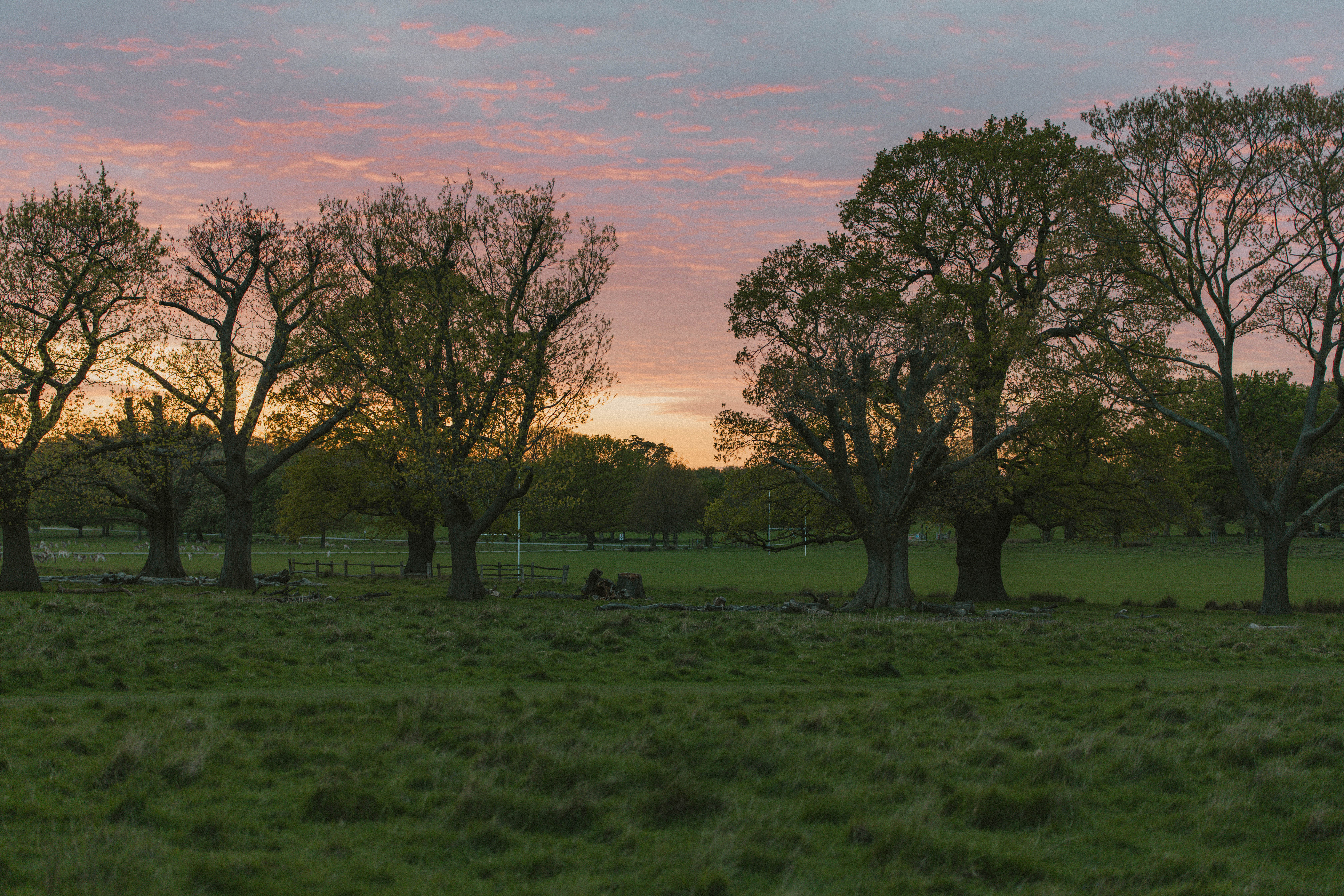 Richmond Park 154
