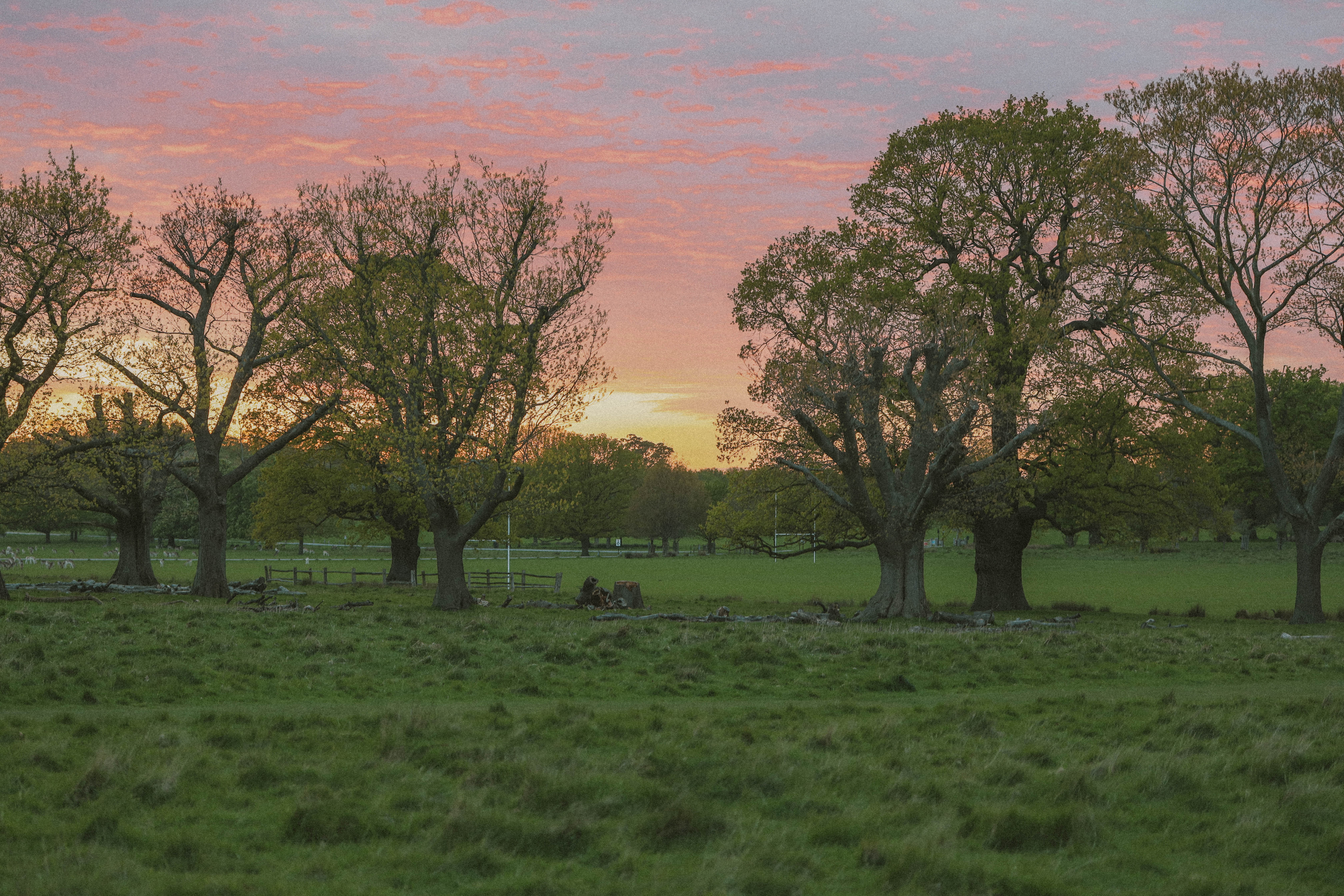 Richmond Park 155