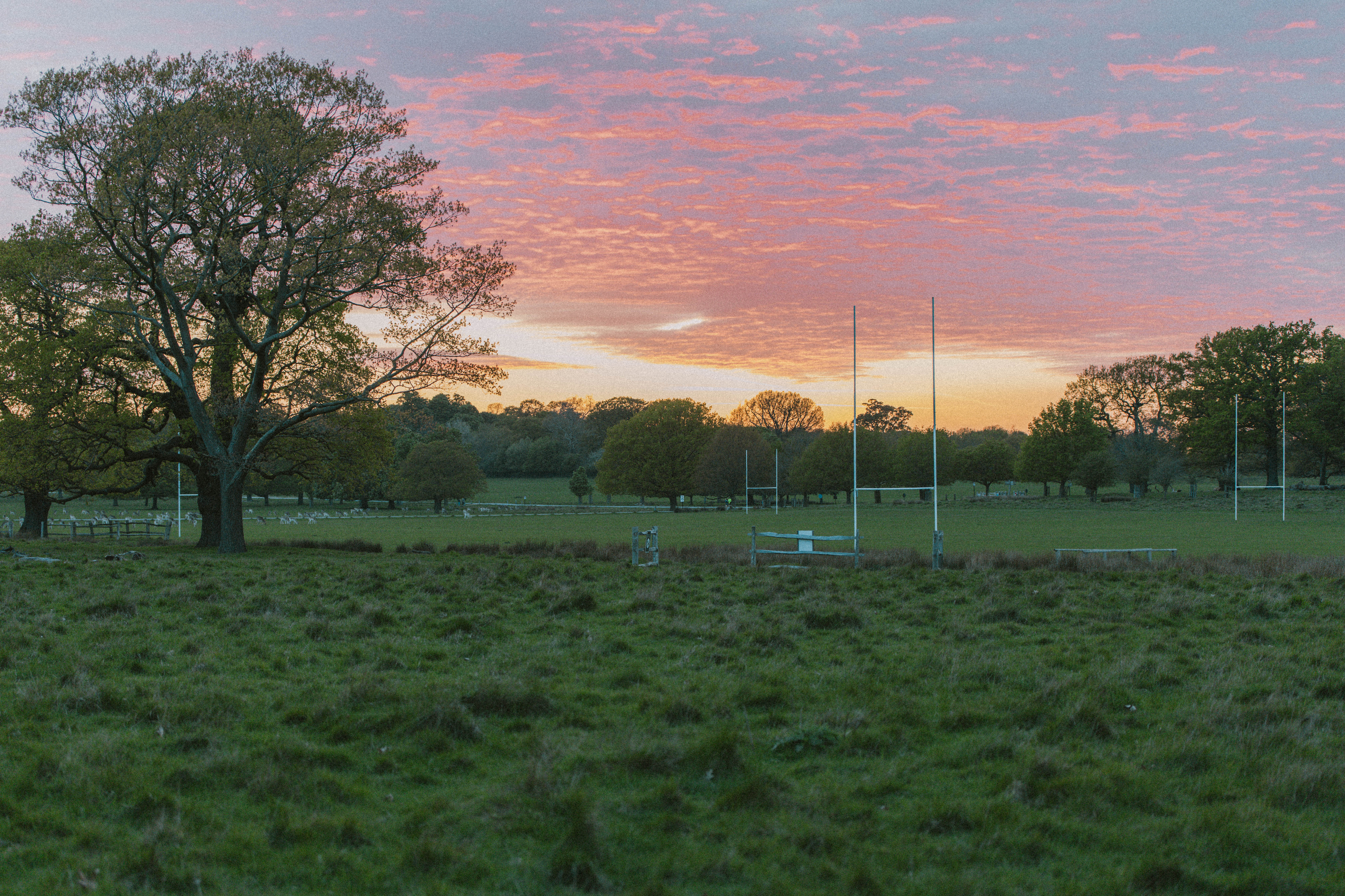 Richmond Park 159