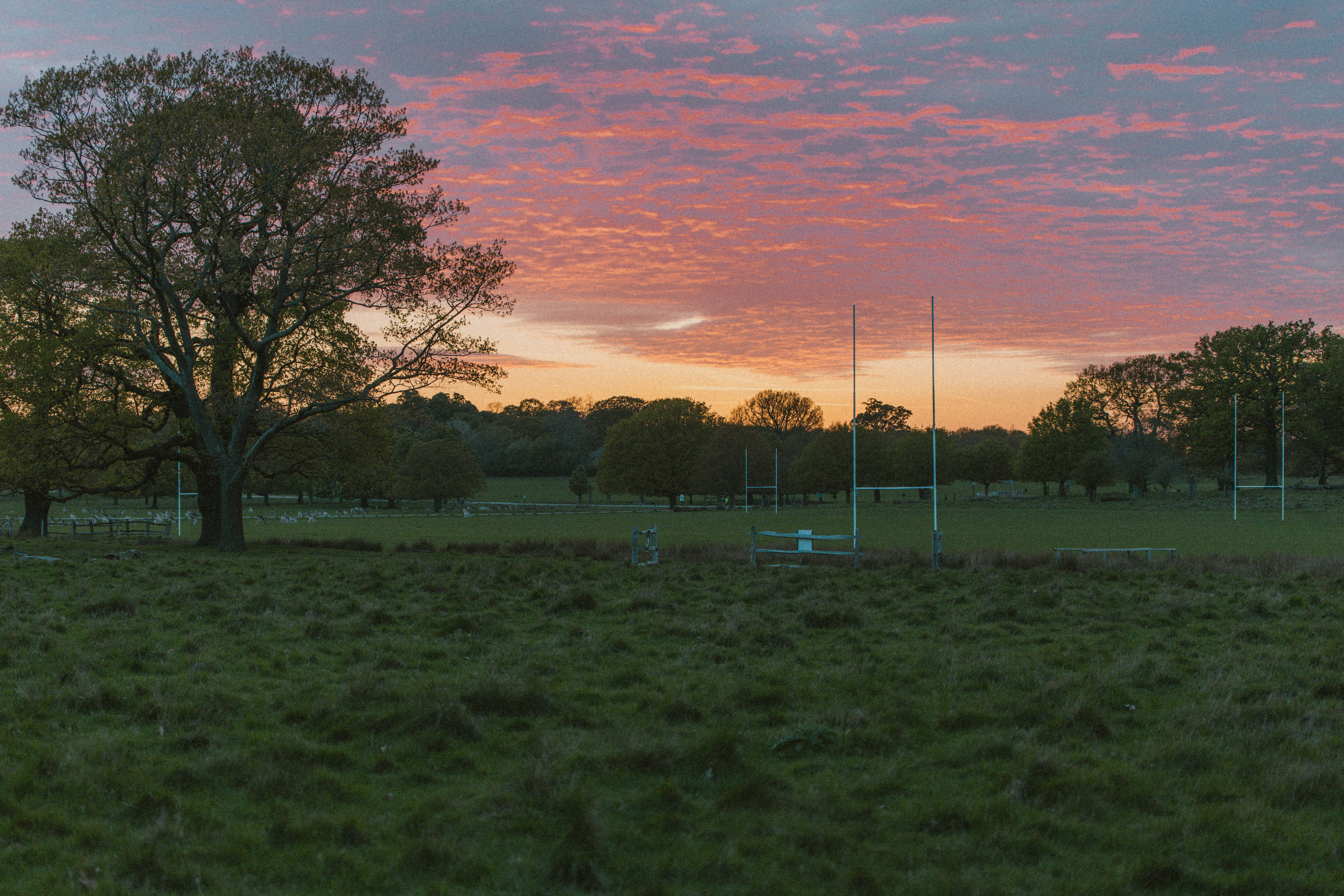Richmond Park 160