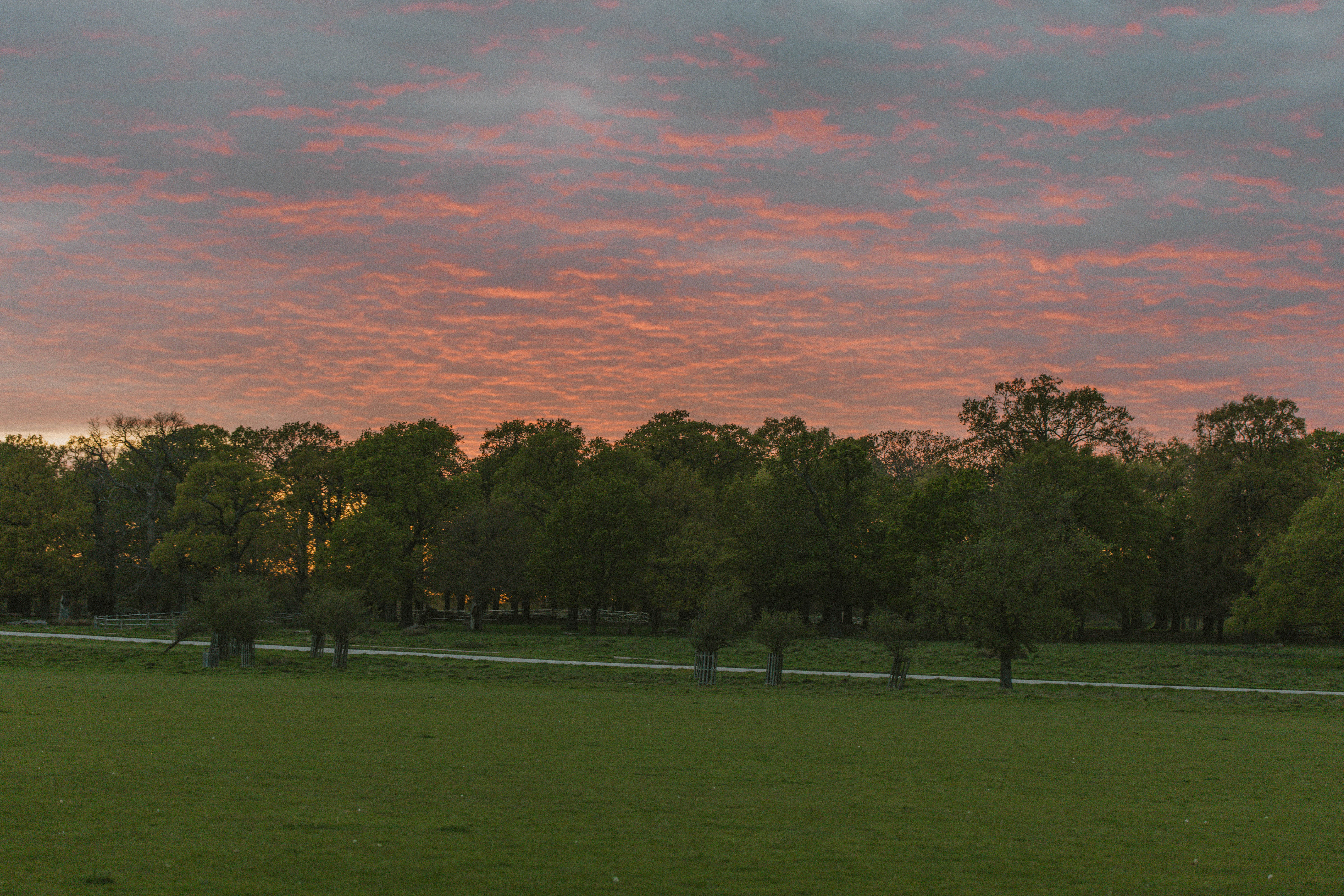 Richmond Park 170