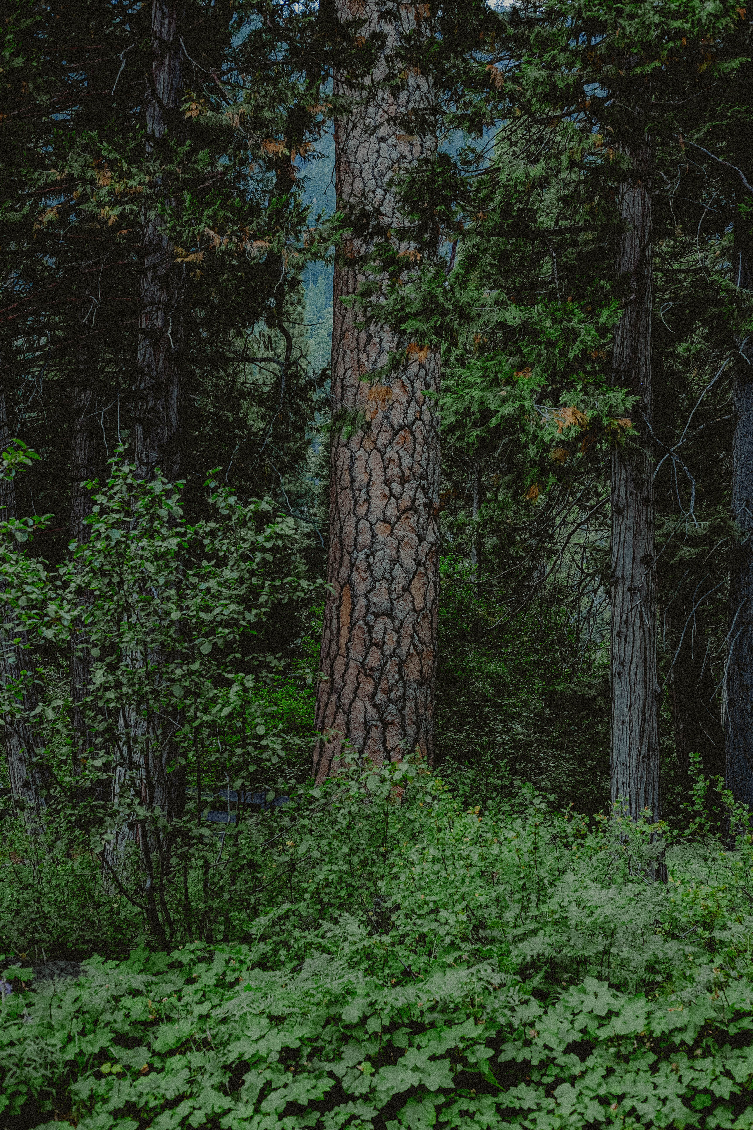 Lake Tahoe 316
