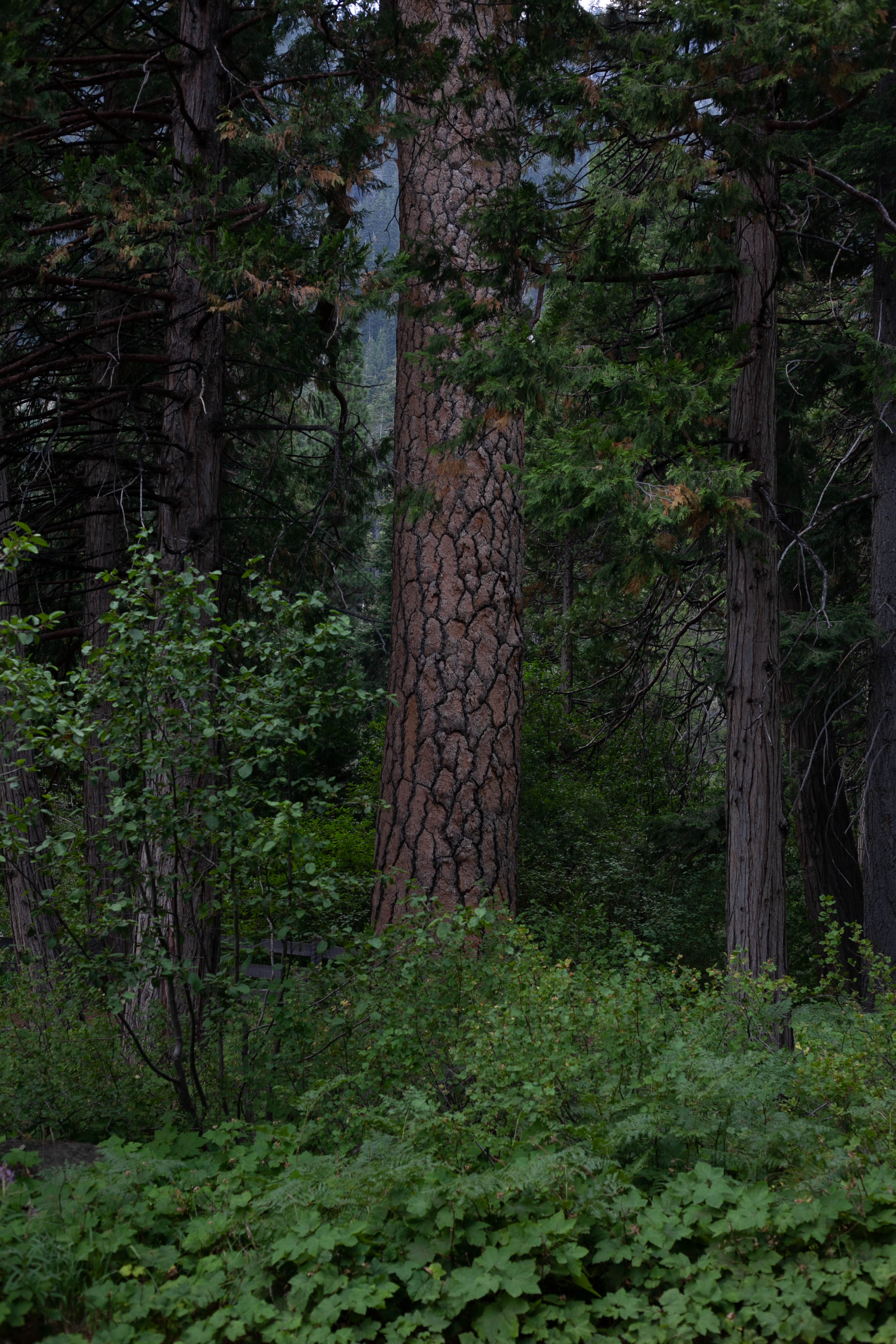 Lake Tahoe 315
