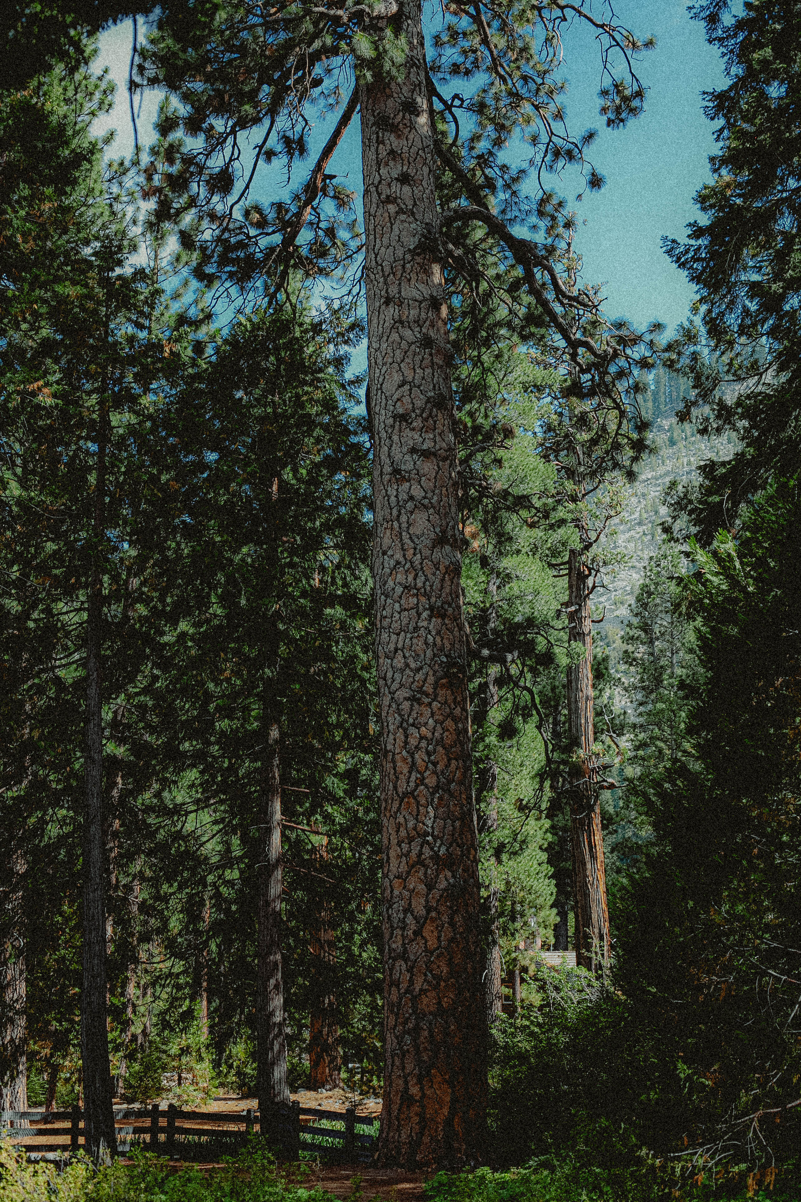 Lake Tahoe 352