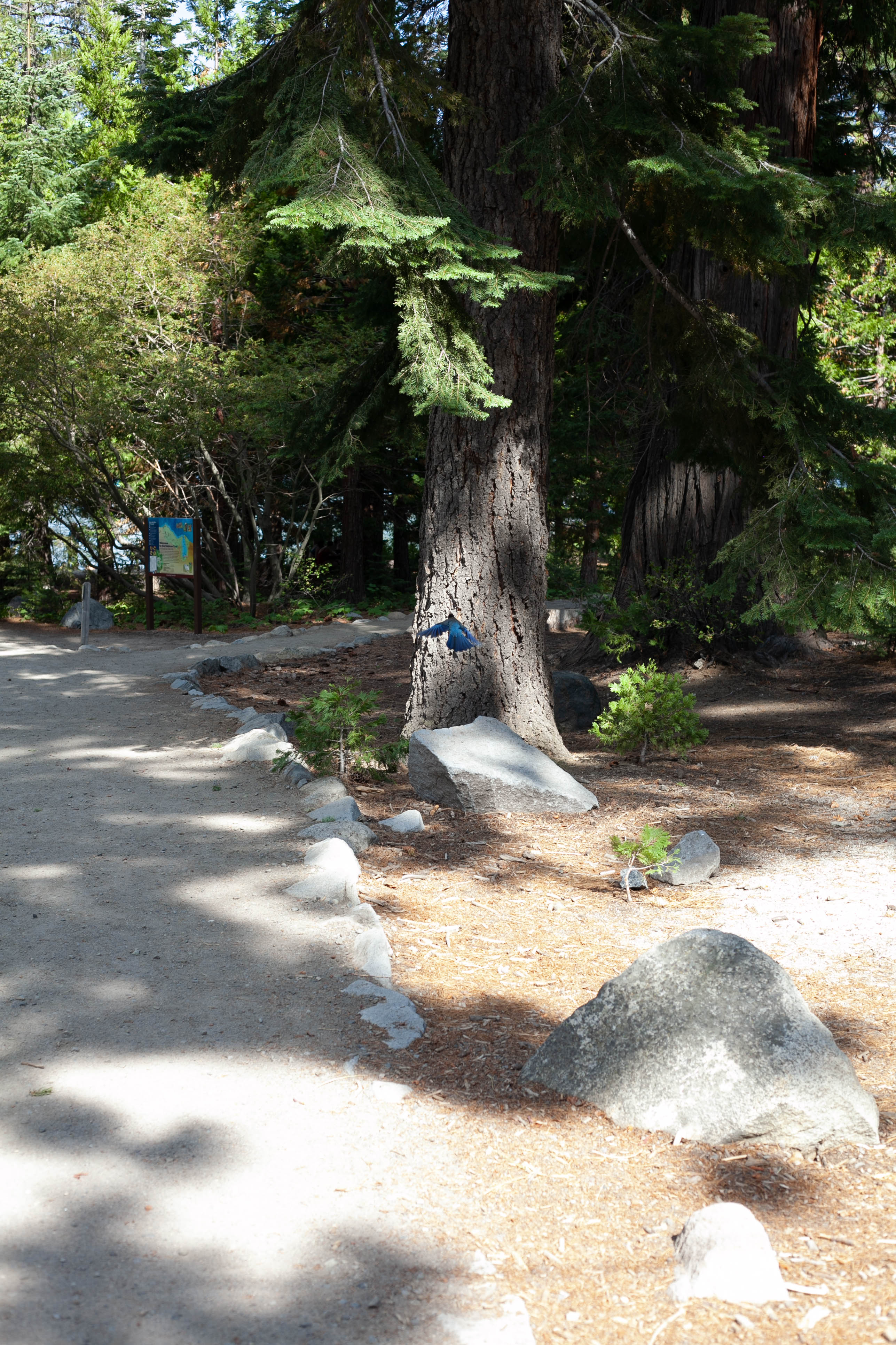 Lake Tahoe 391
