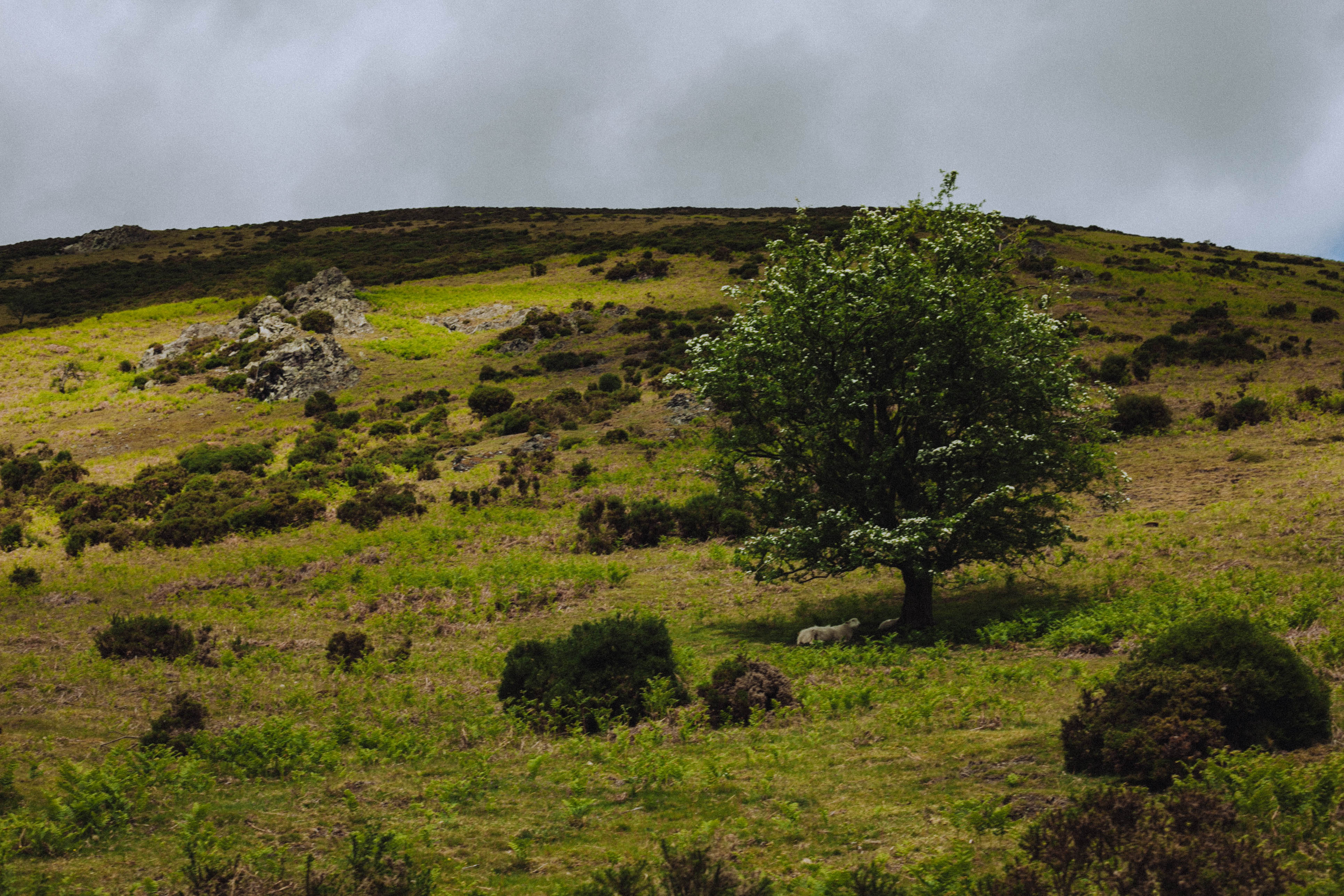 Shropshire Hills 26