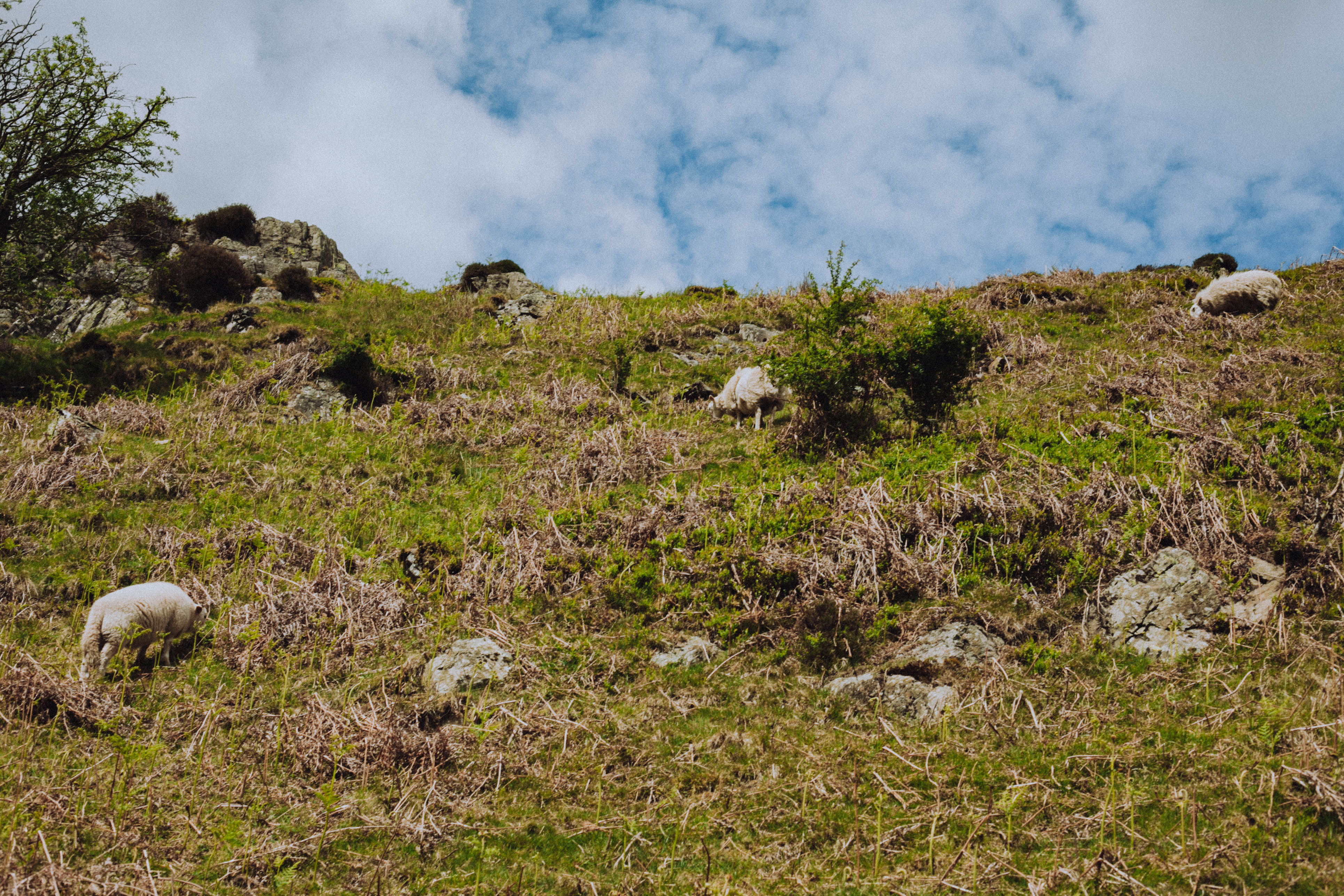 Shropshire Hills 74