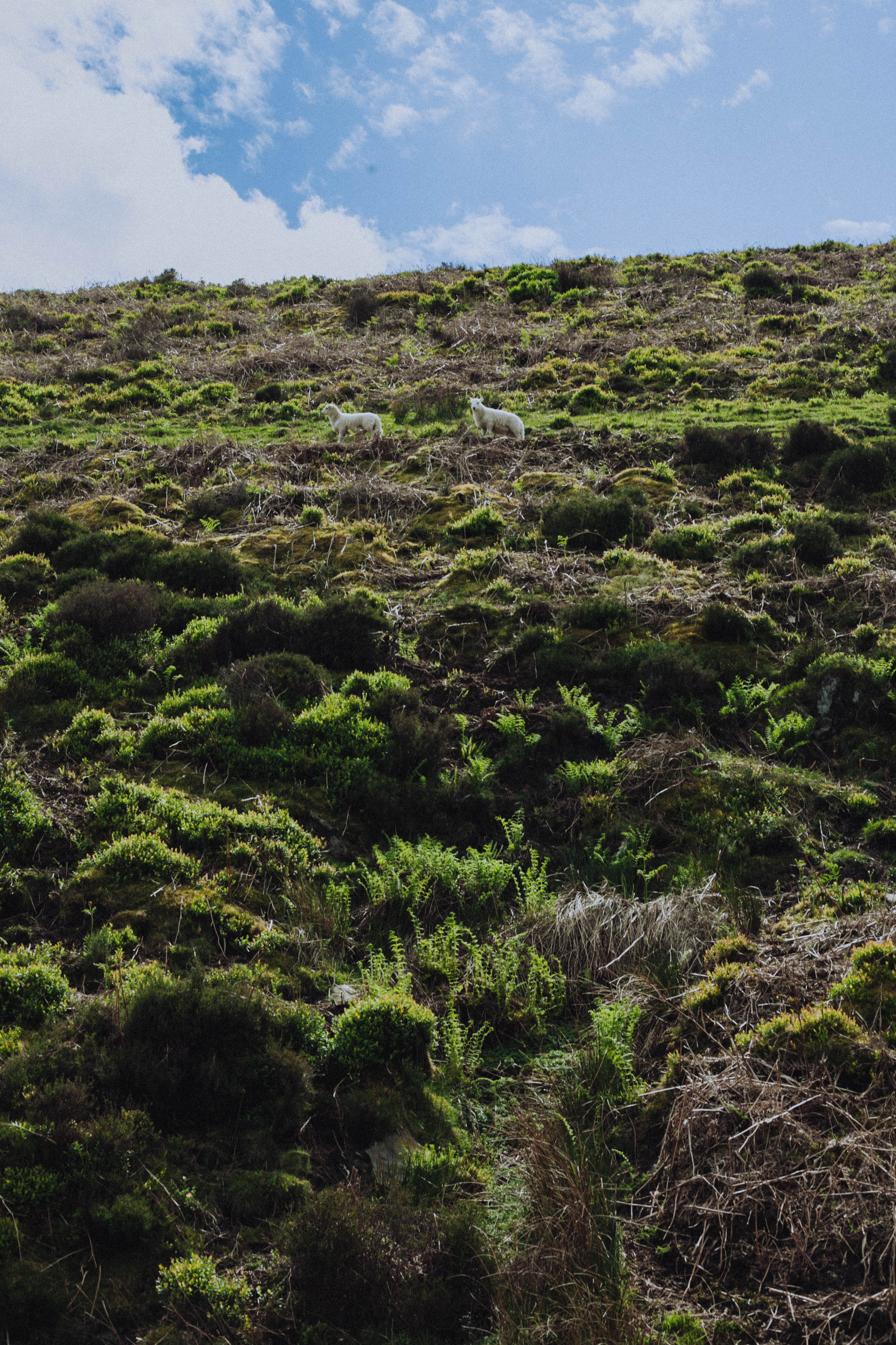 Shropshire Hills 75