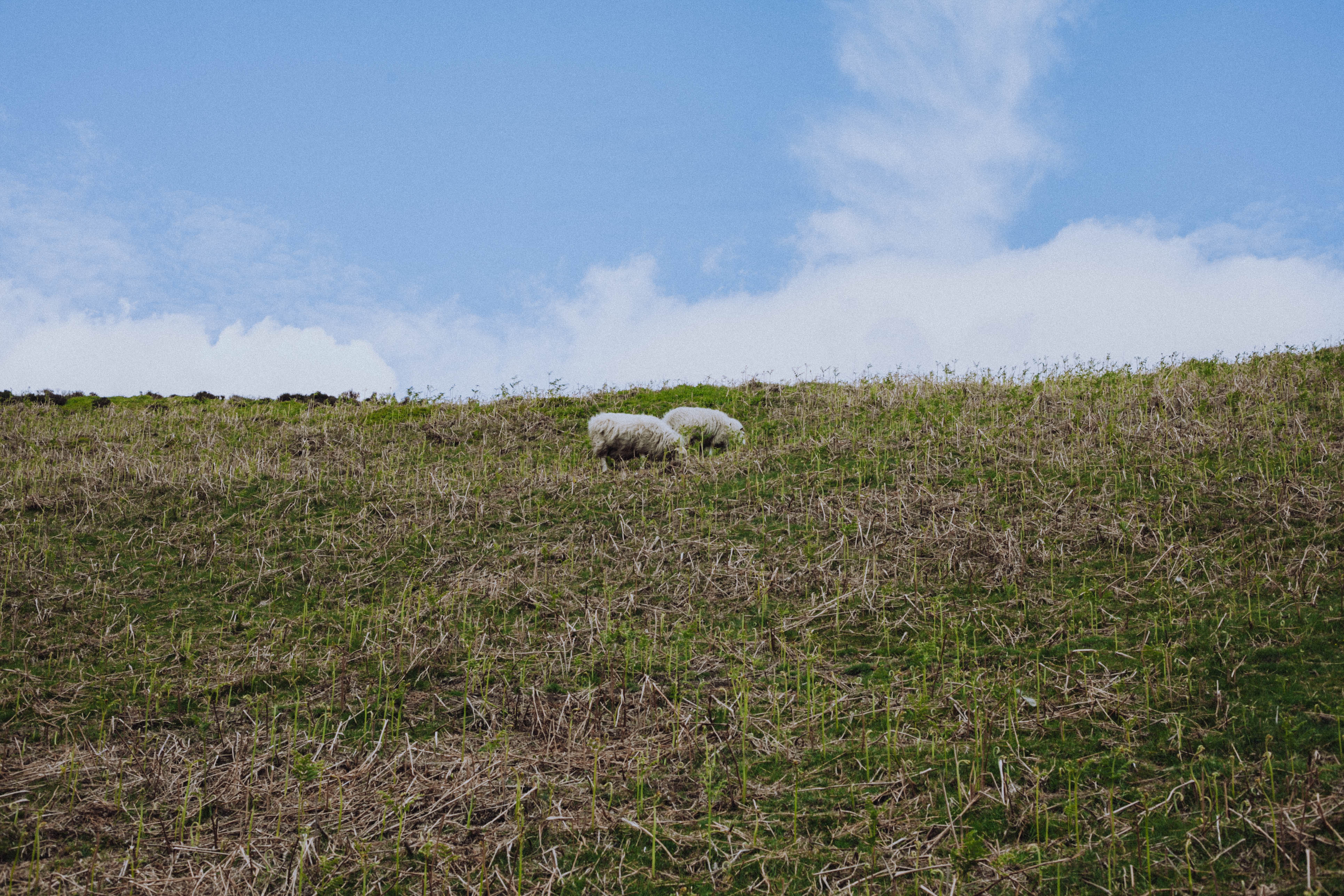 Shropshire Hills 78