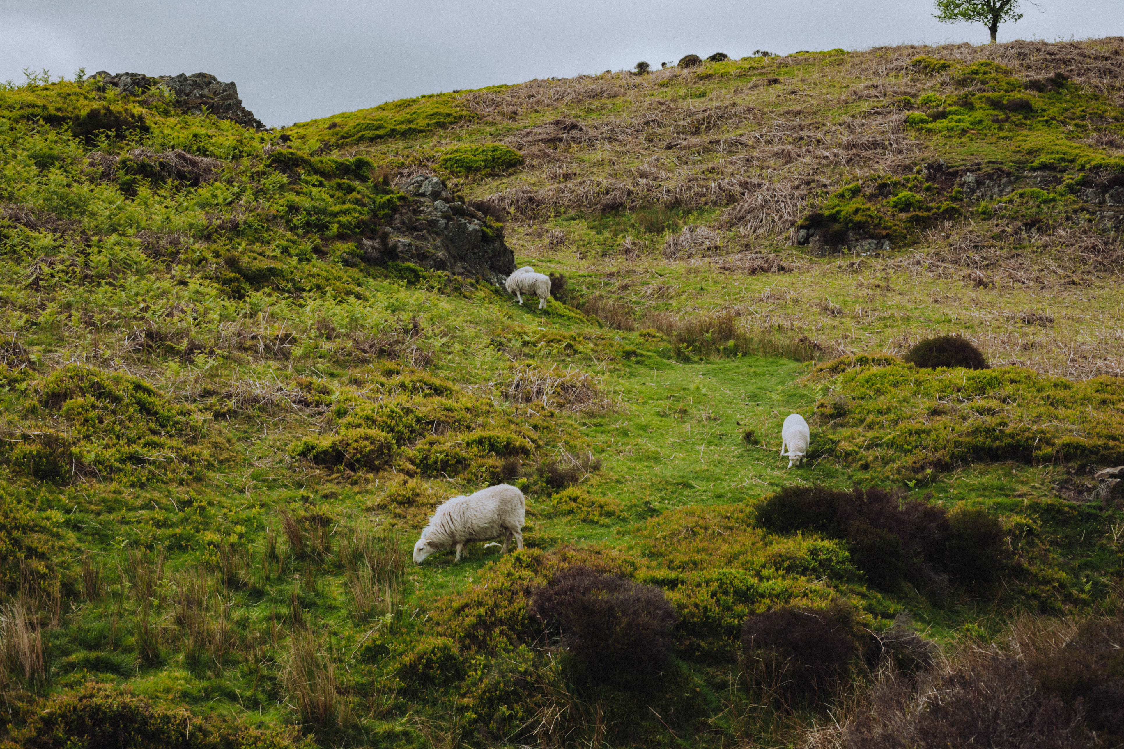 Shropshire Hills 81