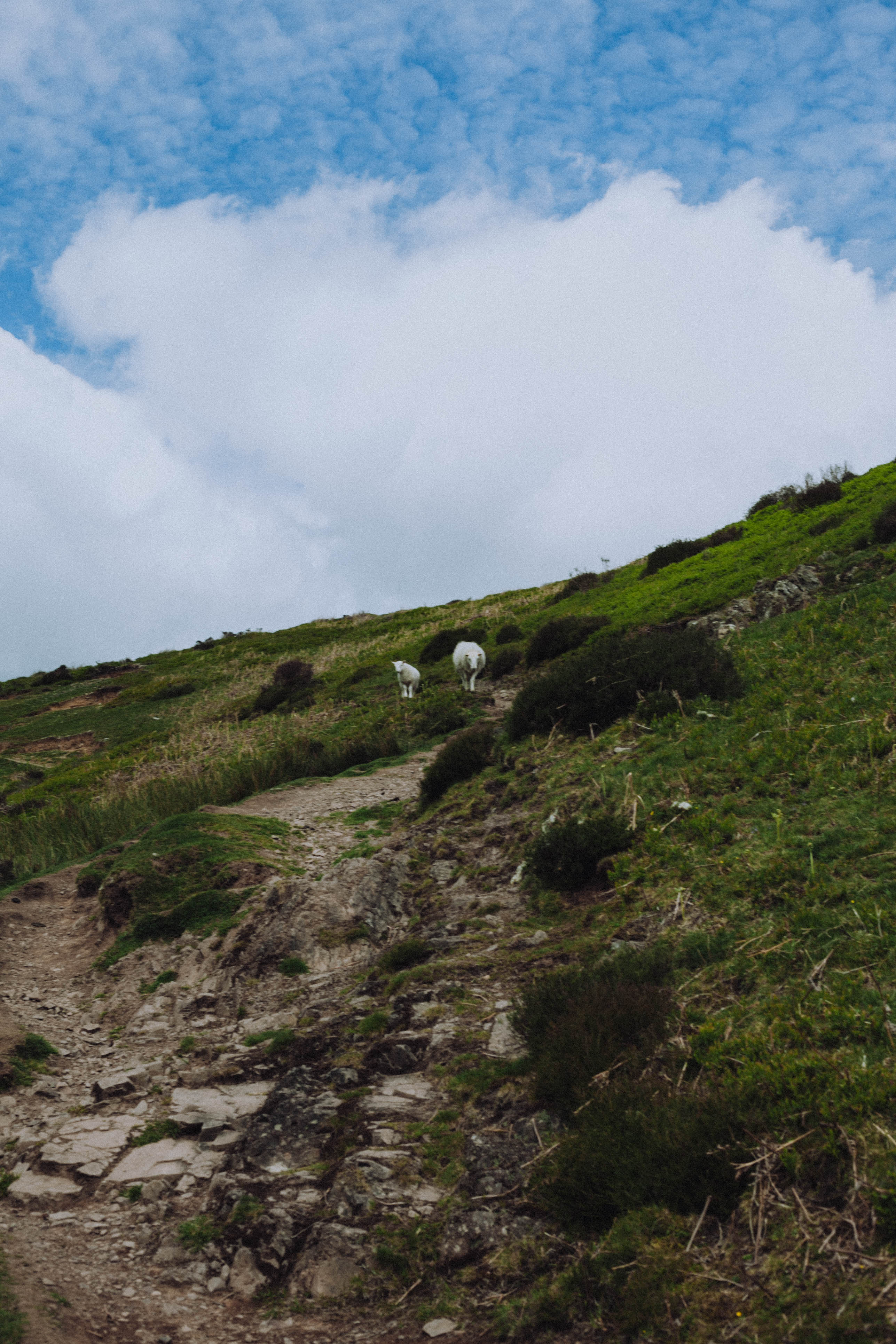 Shropshire Hills 82
