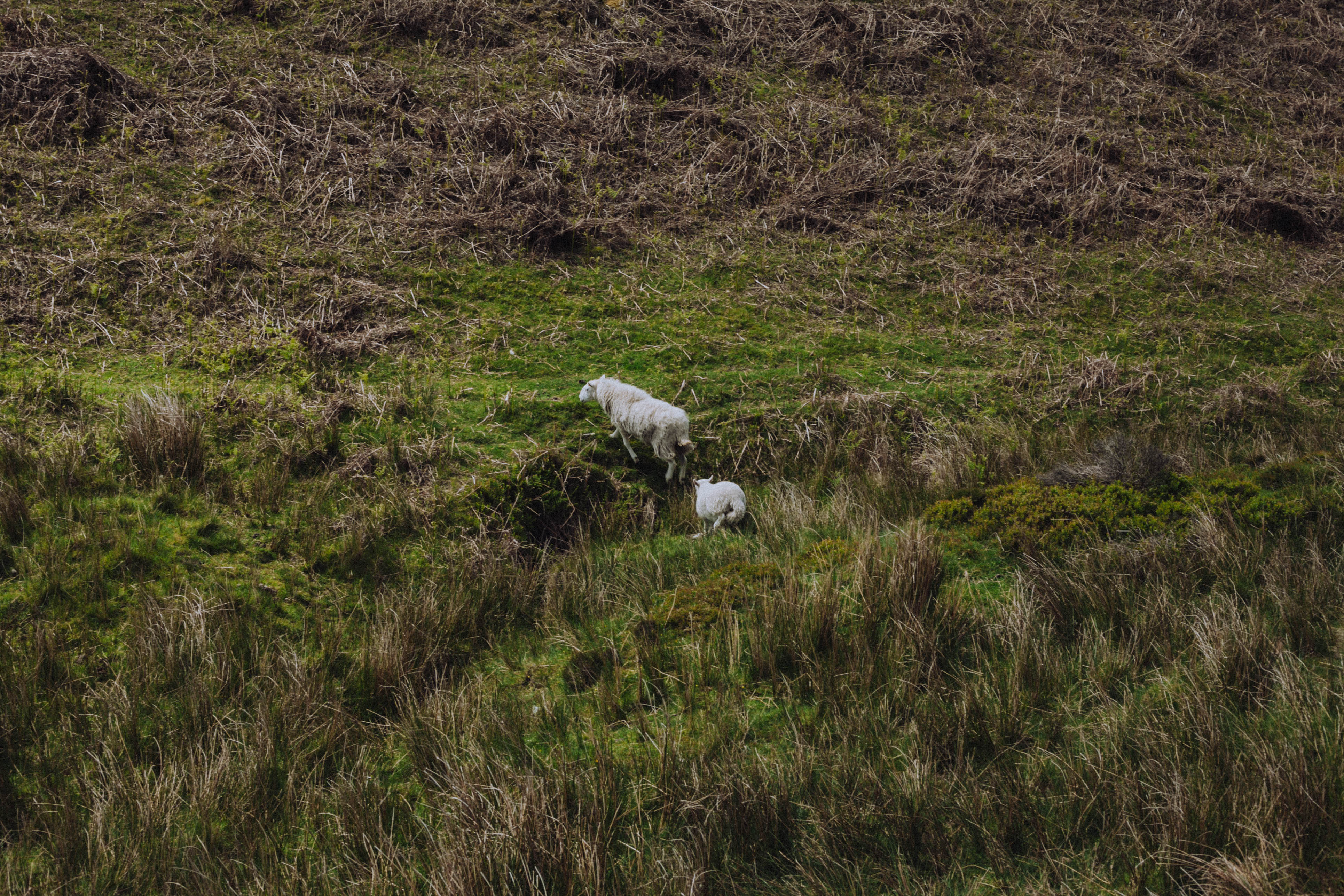 Shropshire Hills 83