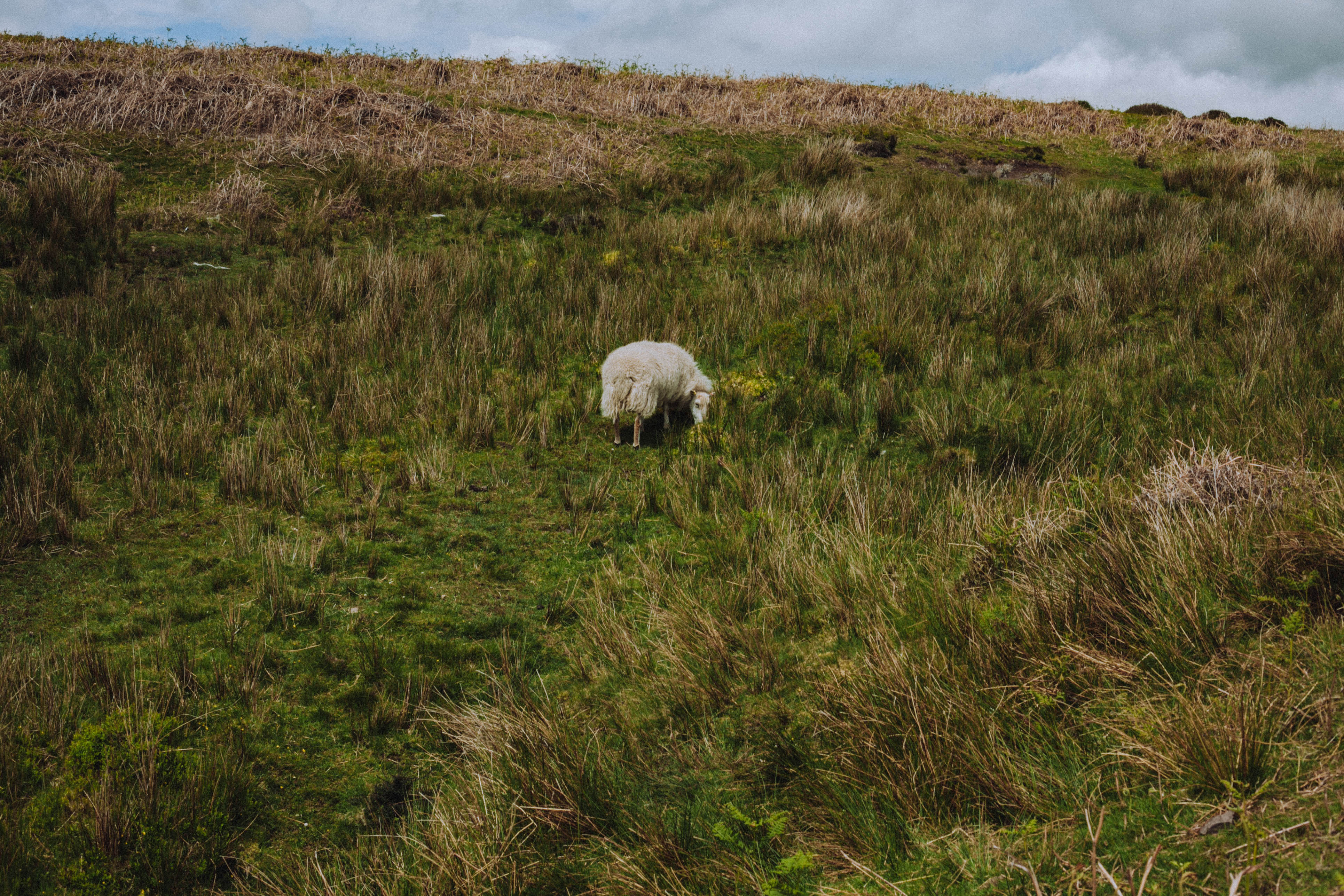 Shropshire Hills 89