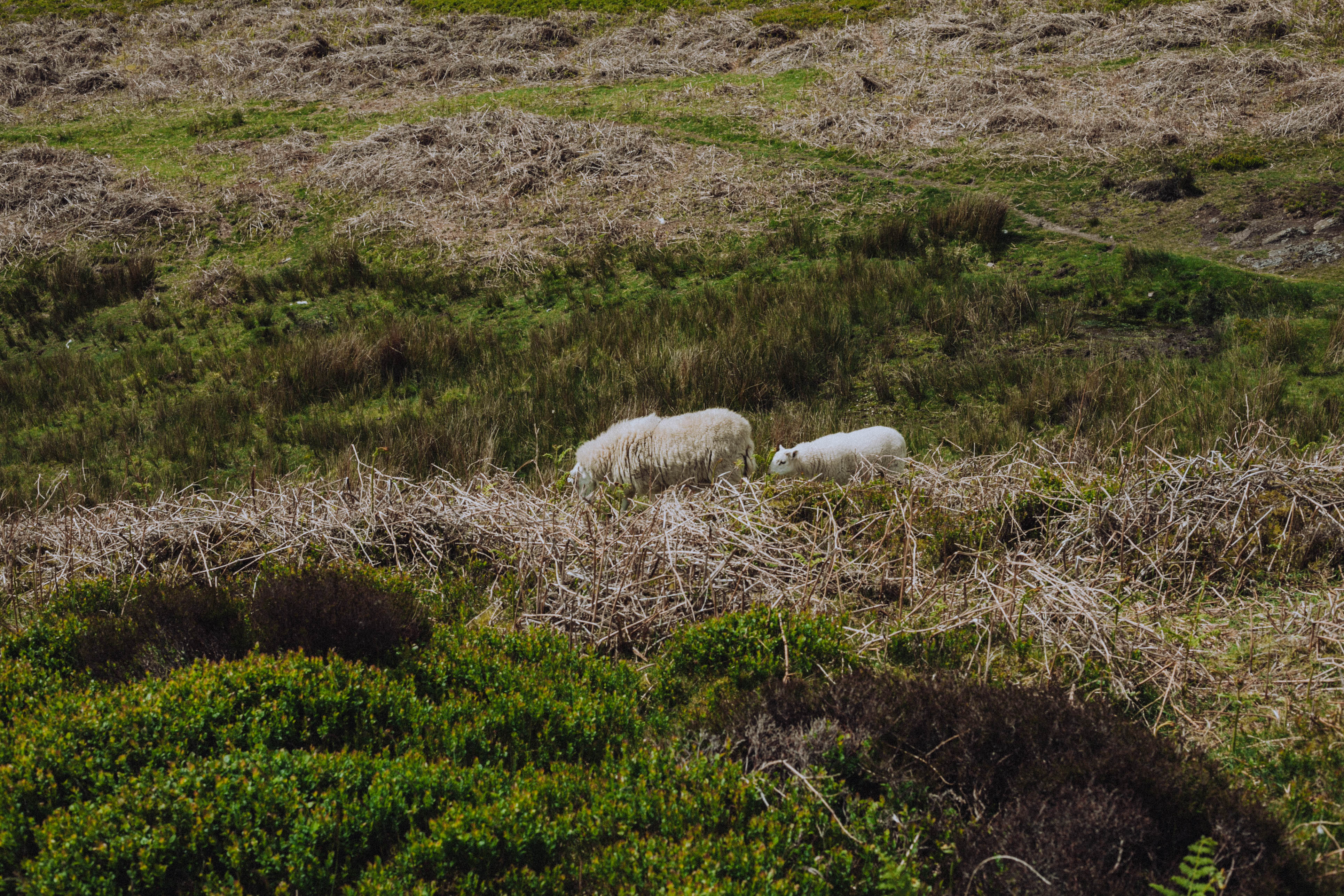 Shropshire Hills 90