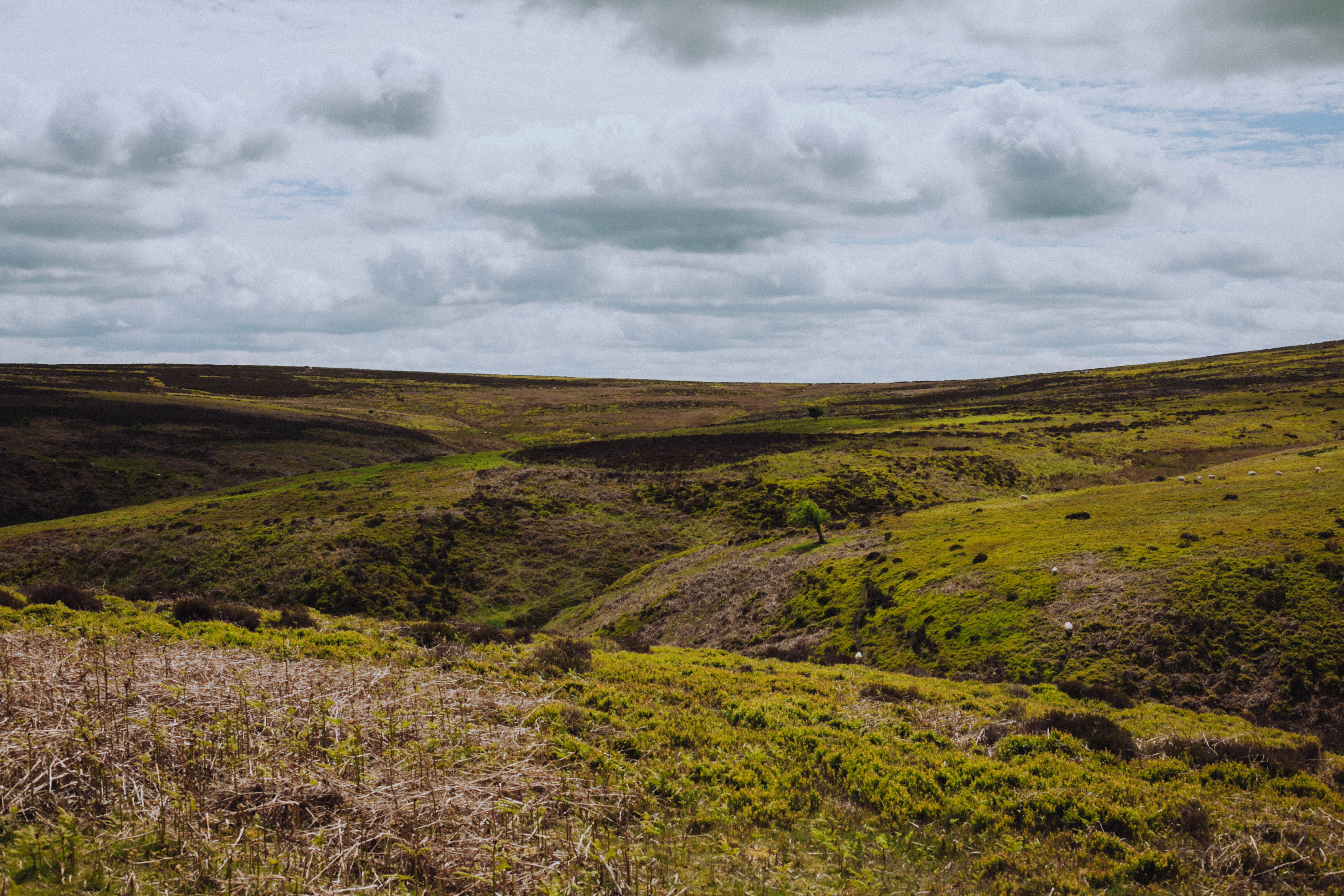 Shropshire Hills 91