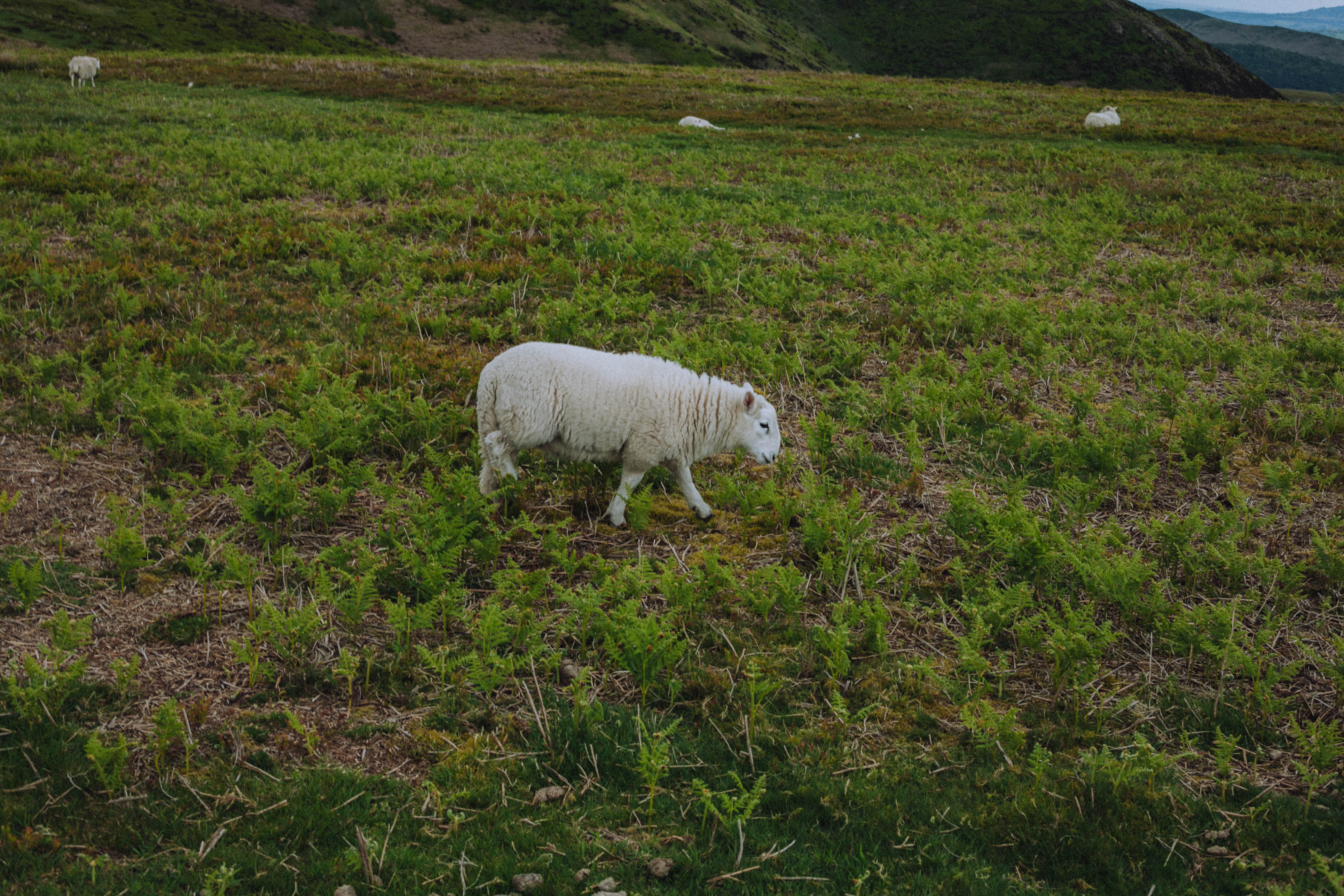Shropshire Hills 95
