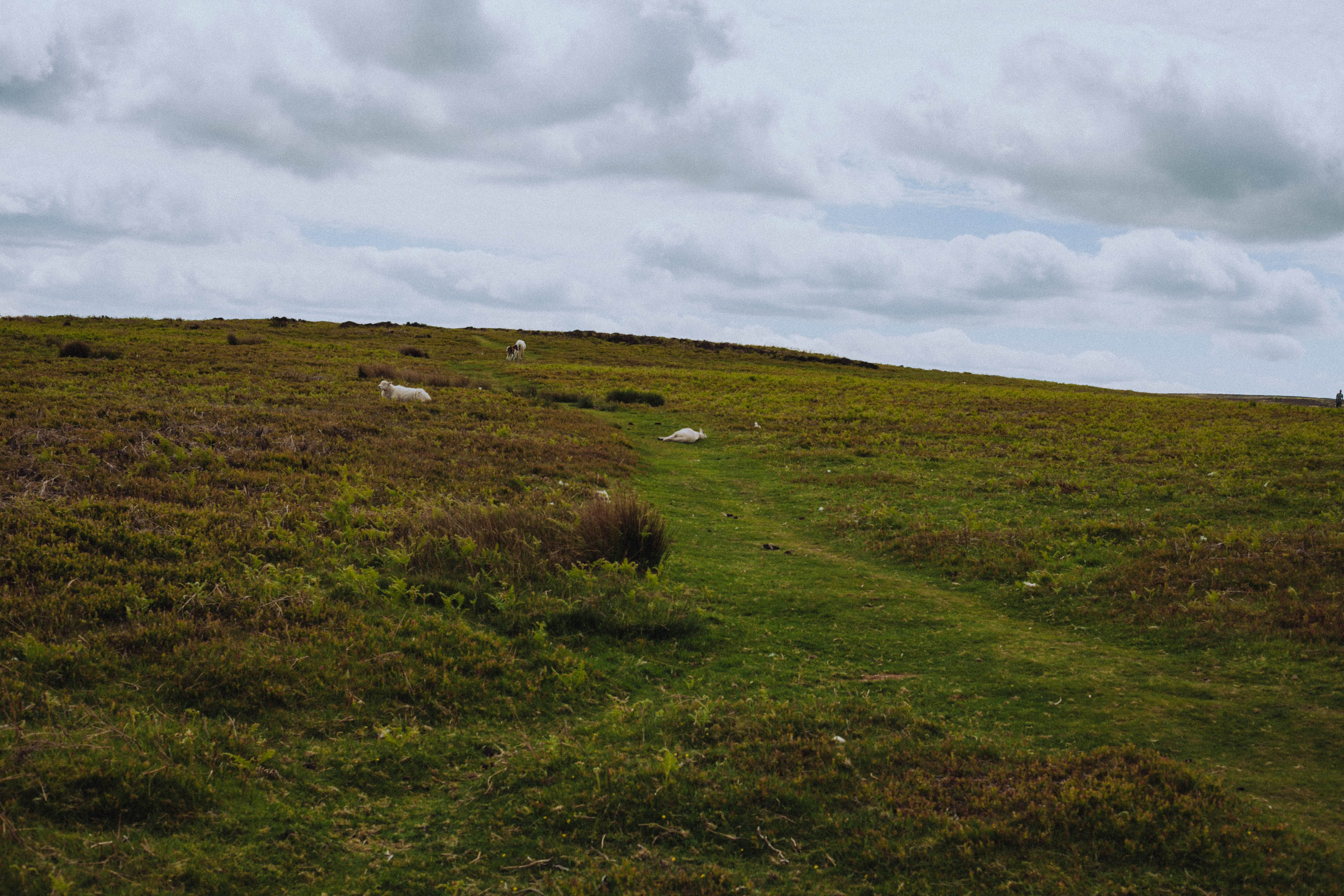Shropshire Hills 96