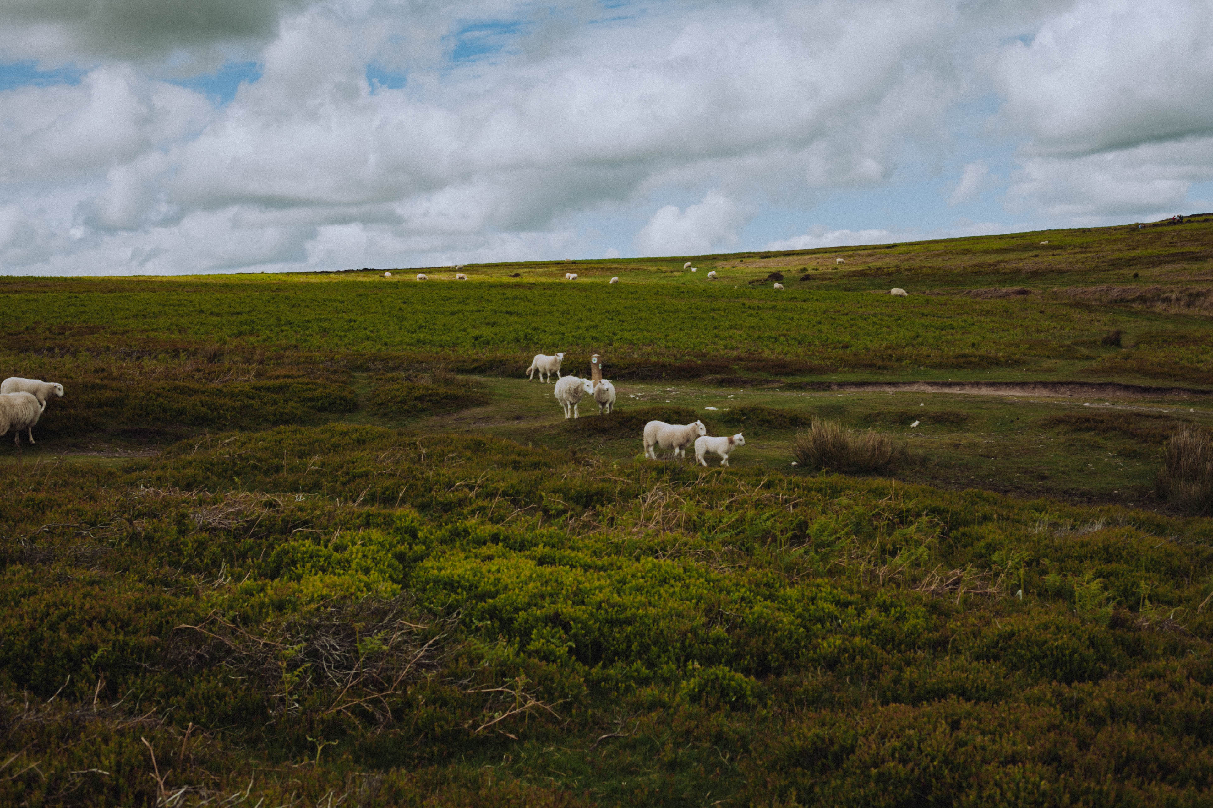 Shropshire Hills 97