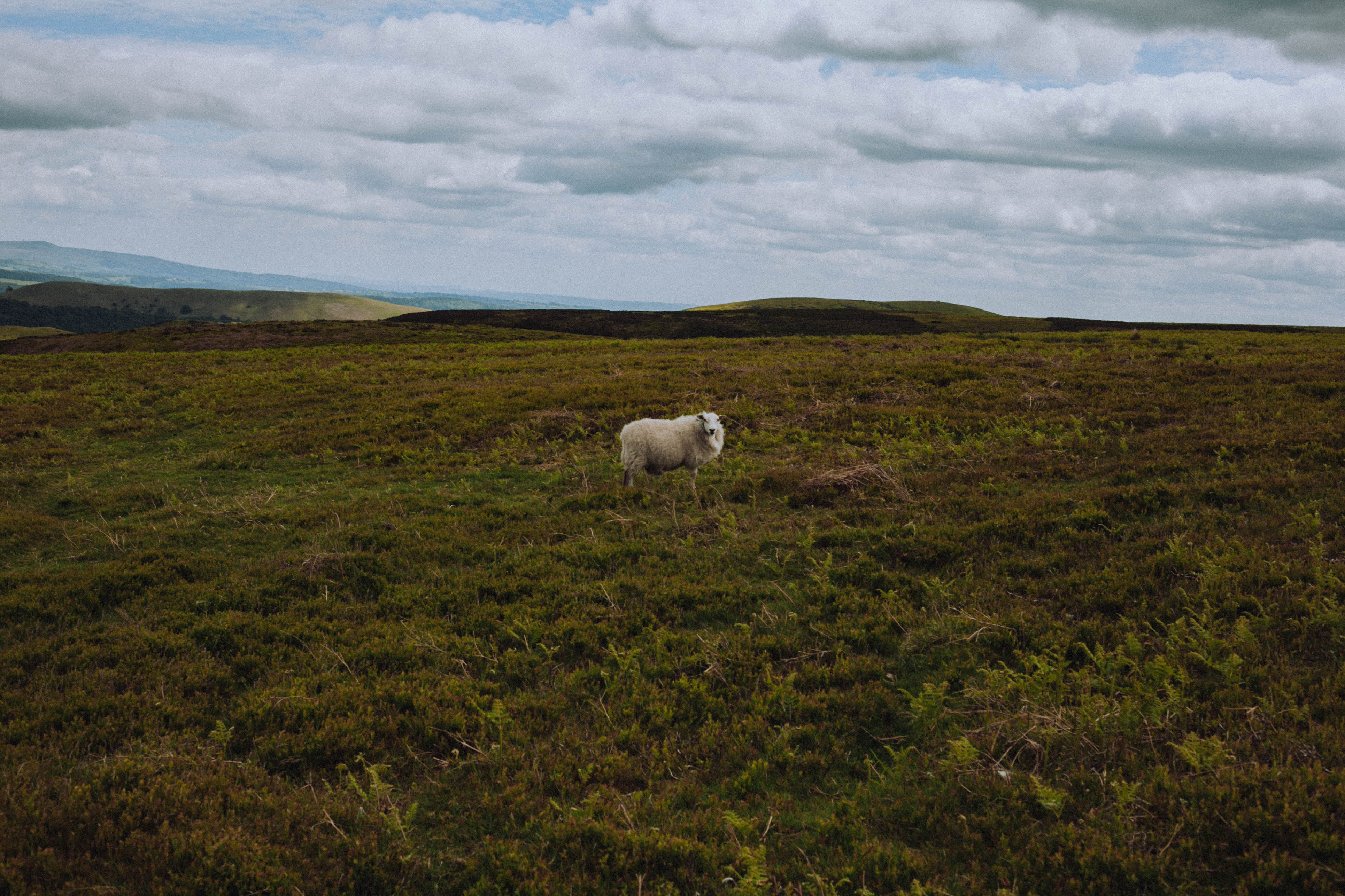 Shropshire Hills 98
