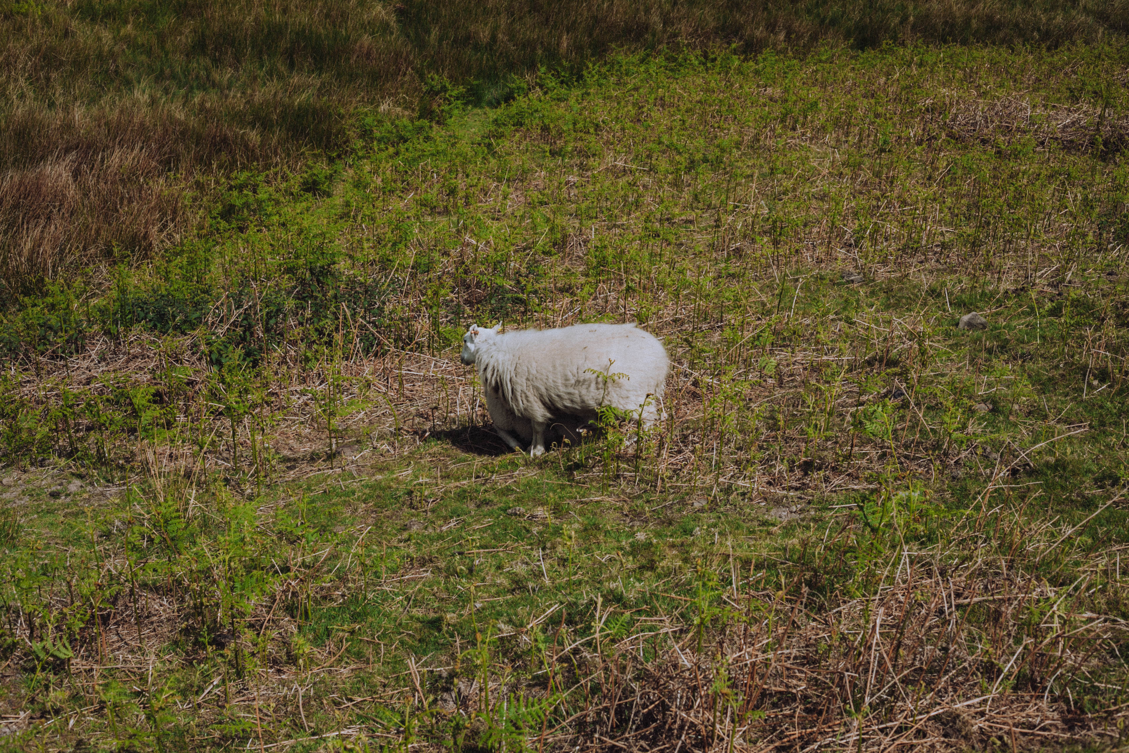 Shropshire Hills 104