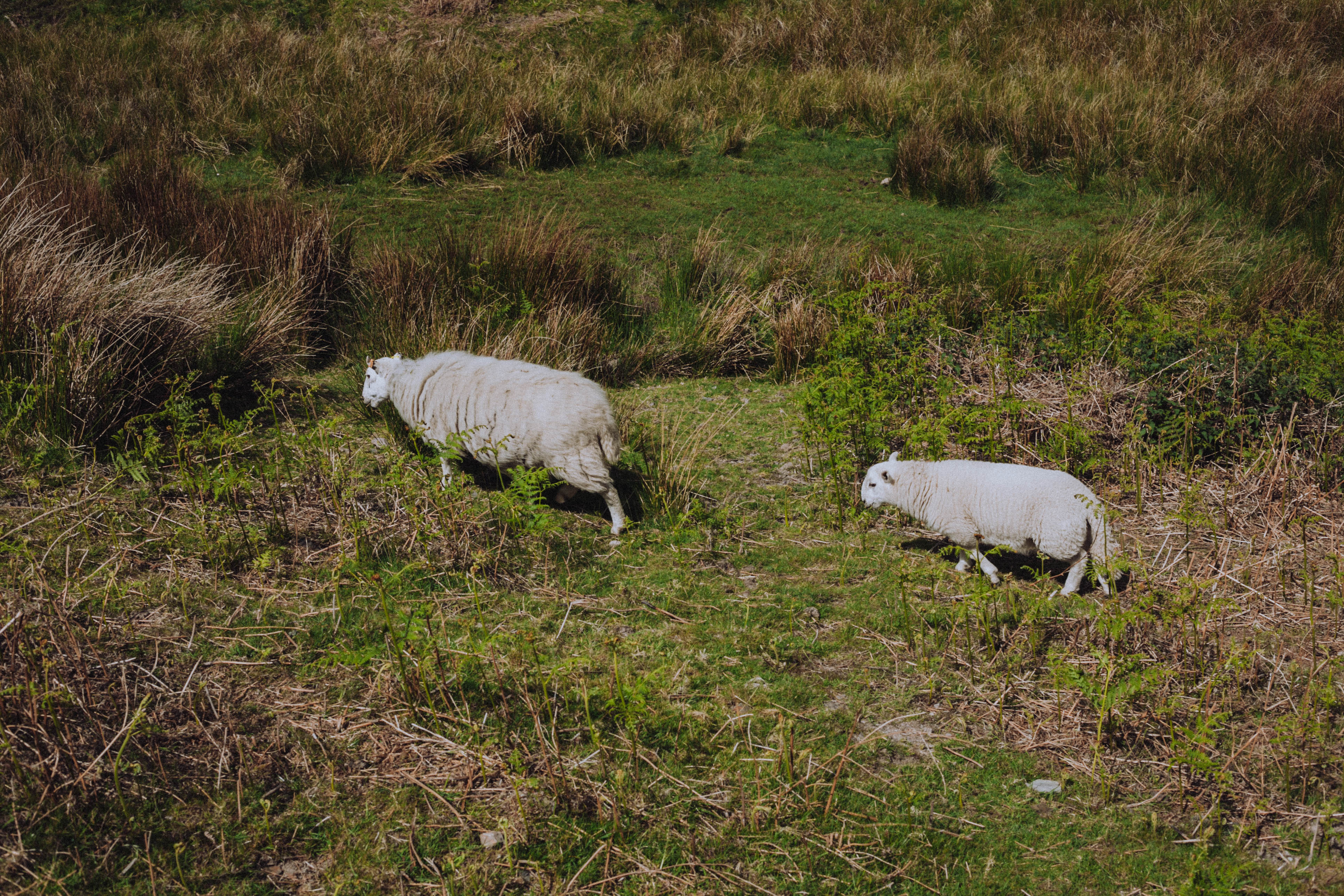 Shropshire Hills 105