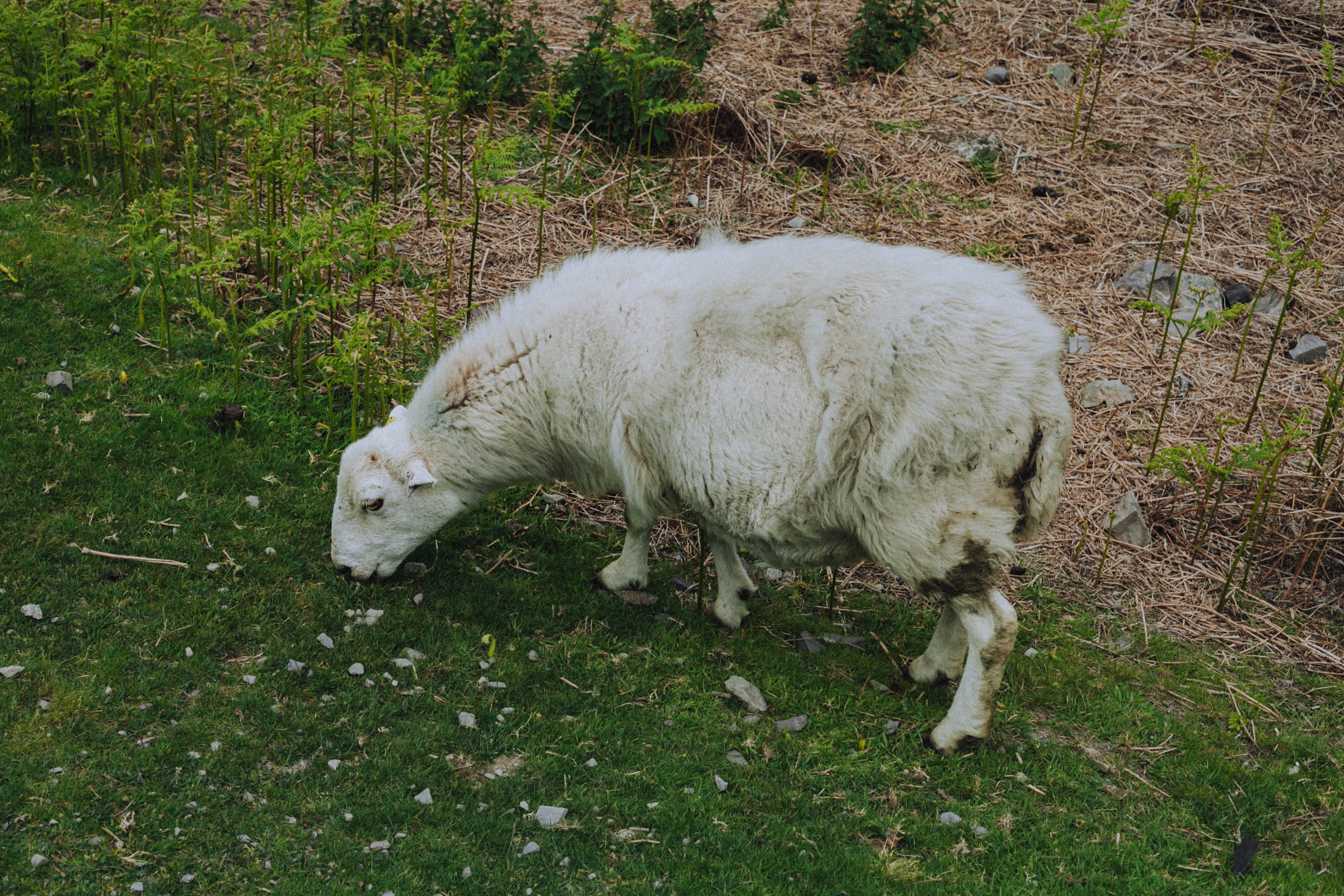 Shropshire Hills 114