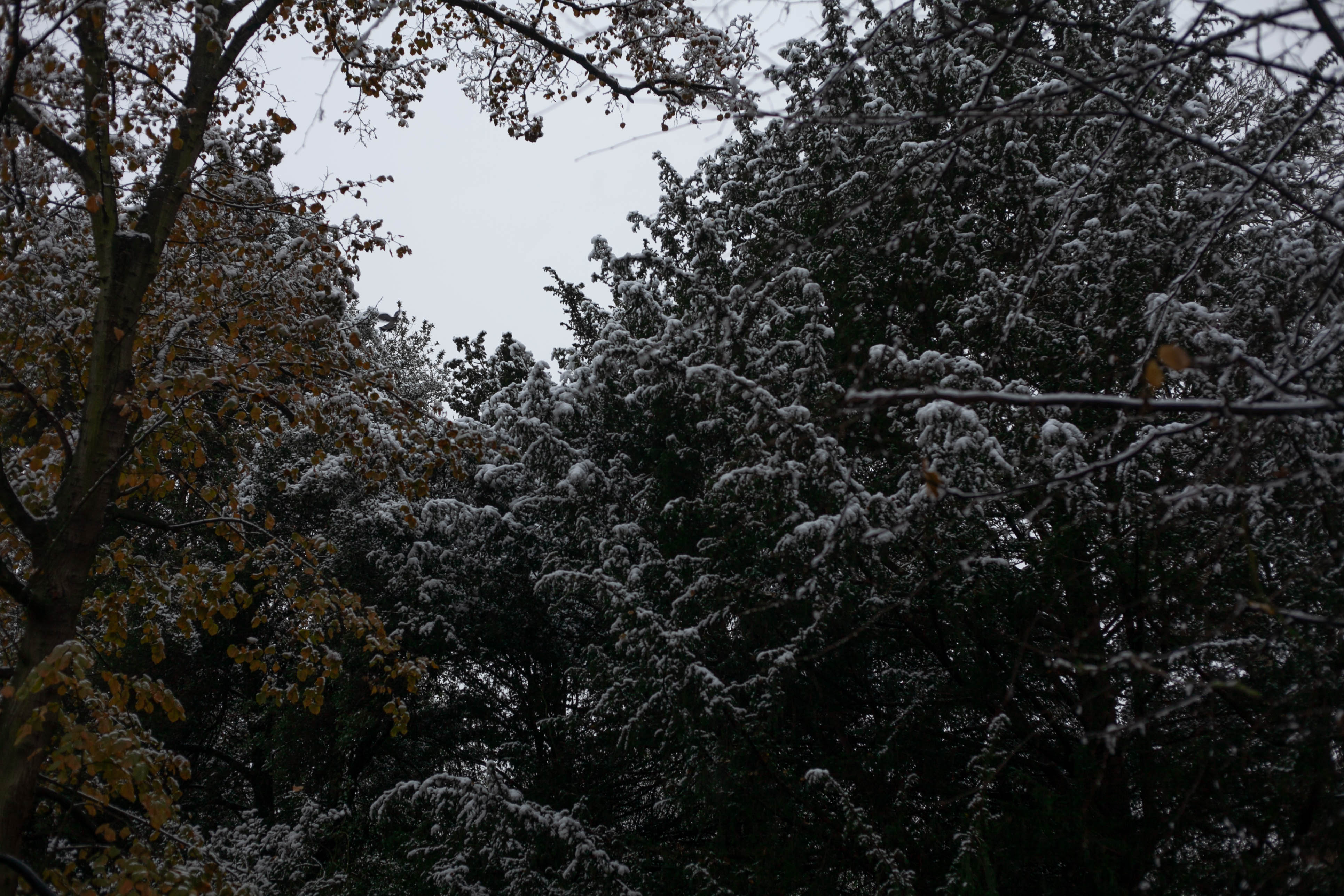 Snow in Roehampton 19