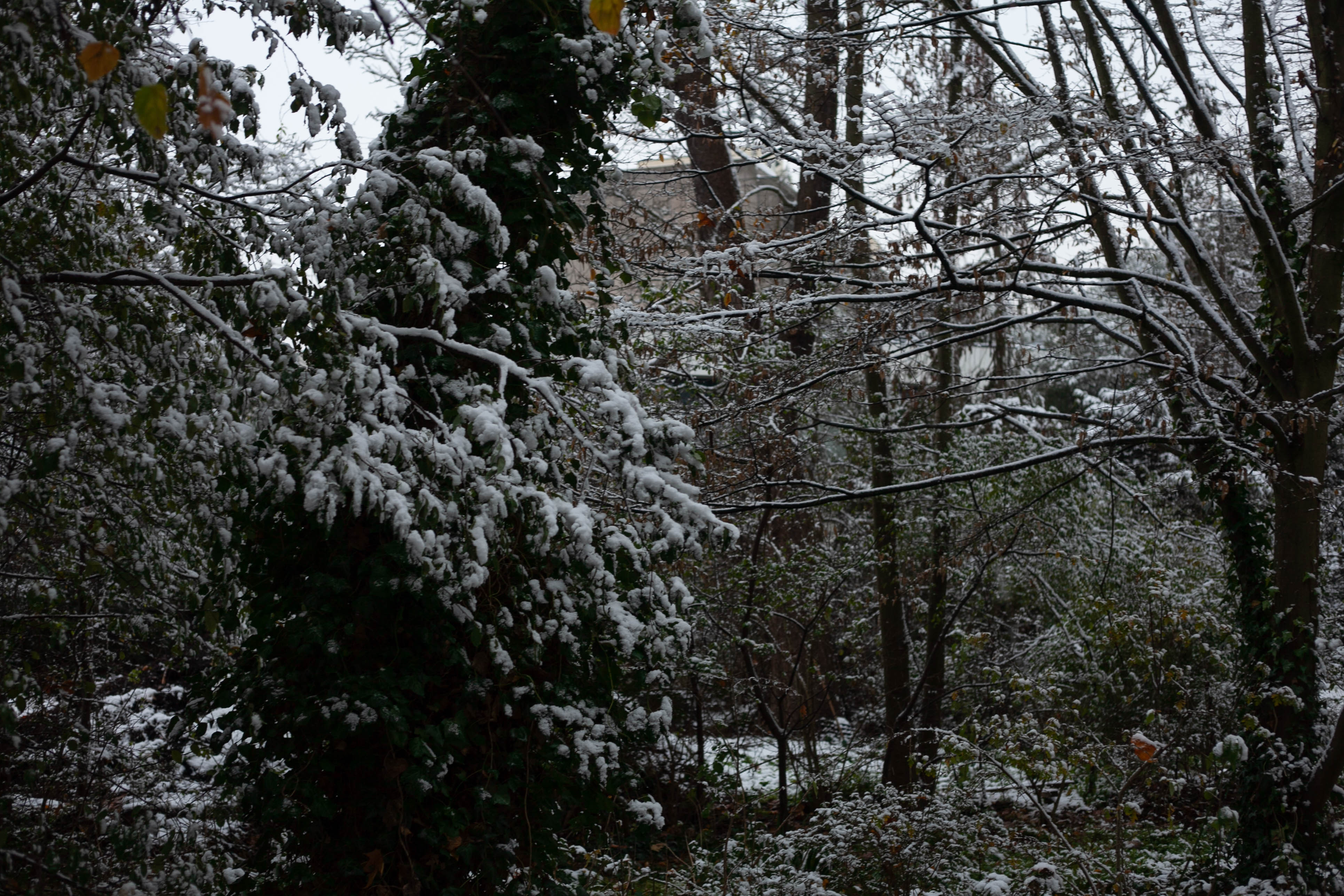 Snow in Roehampton 21
