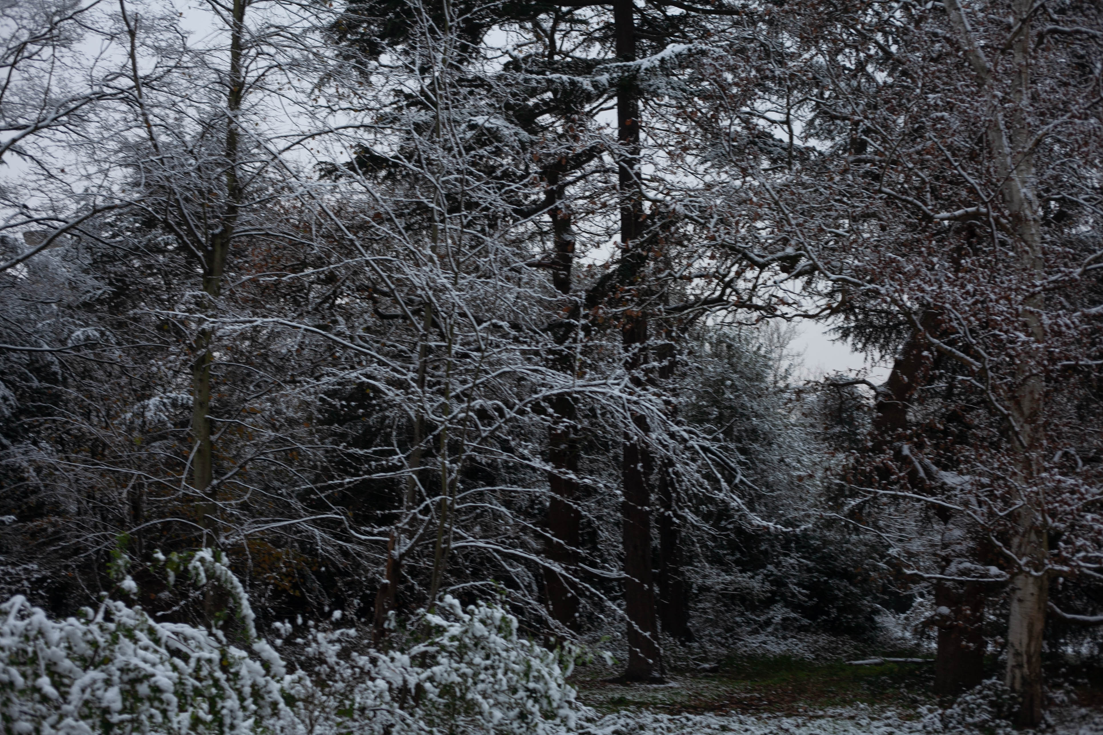 Snow in Roehampton 24