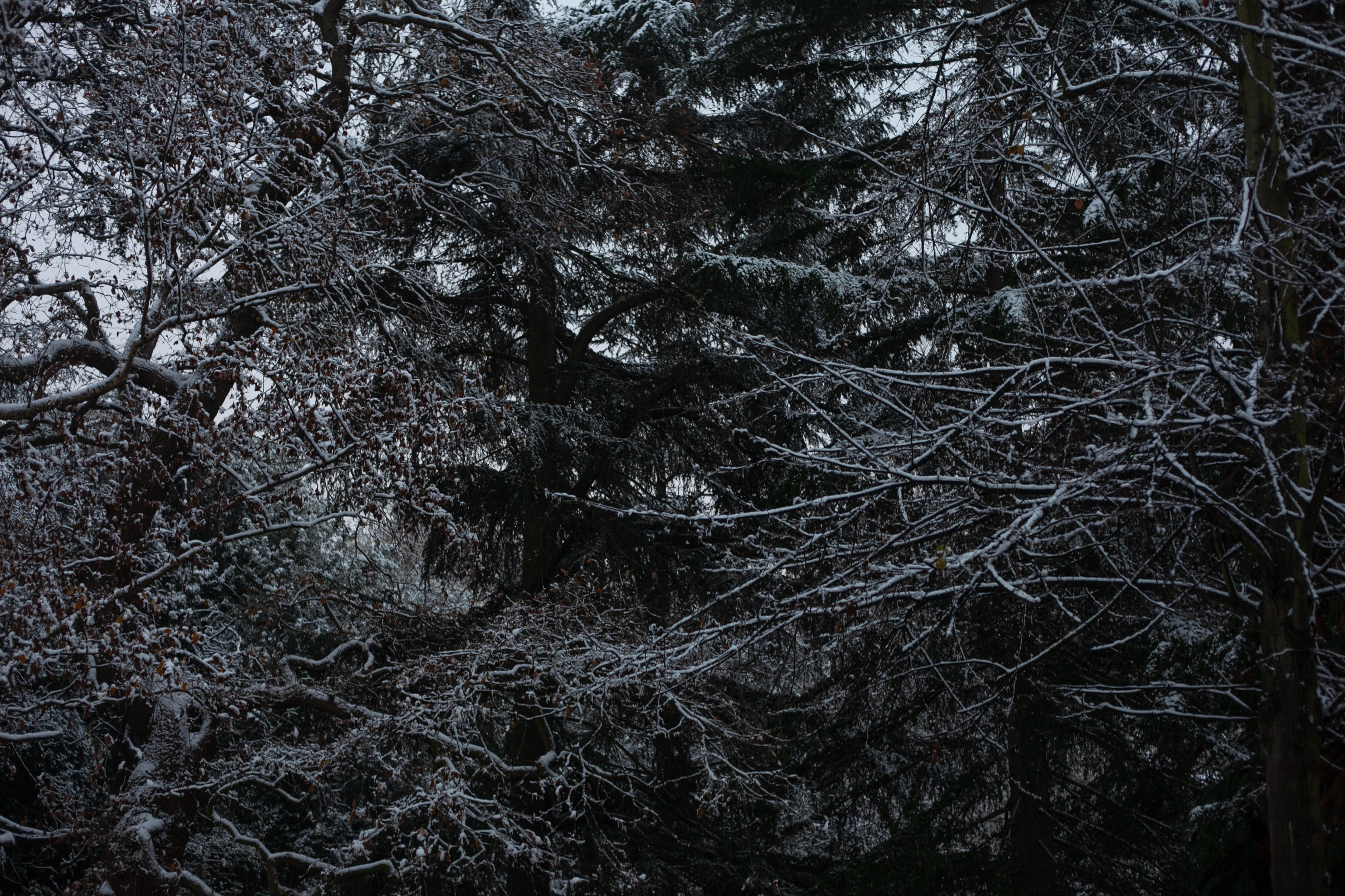 Snow in Roehampton 26