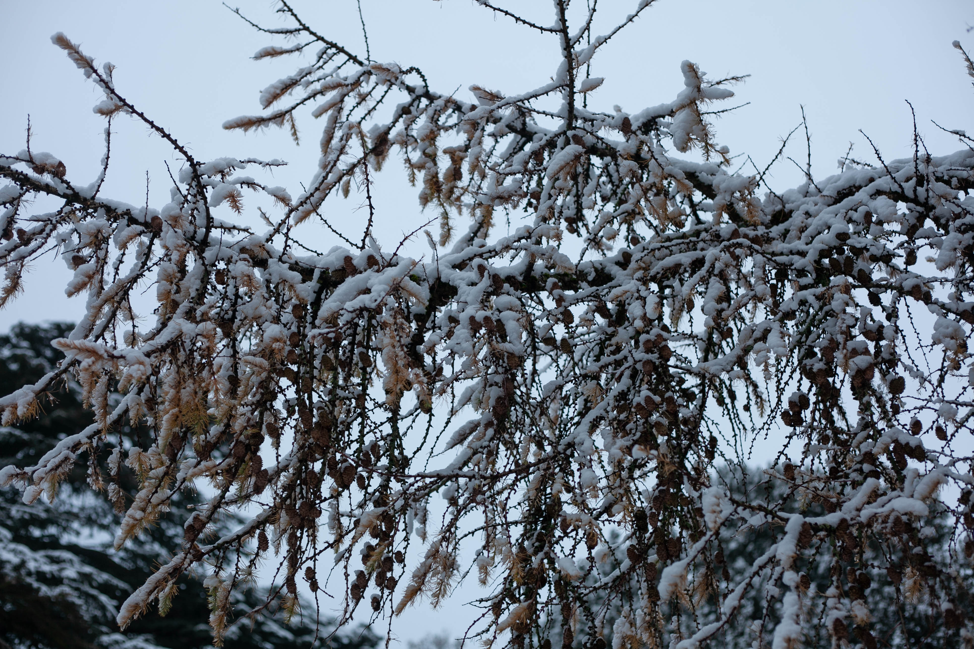 Snow in Roehampton 35