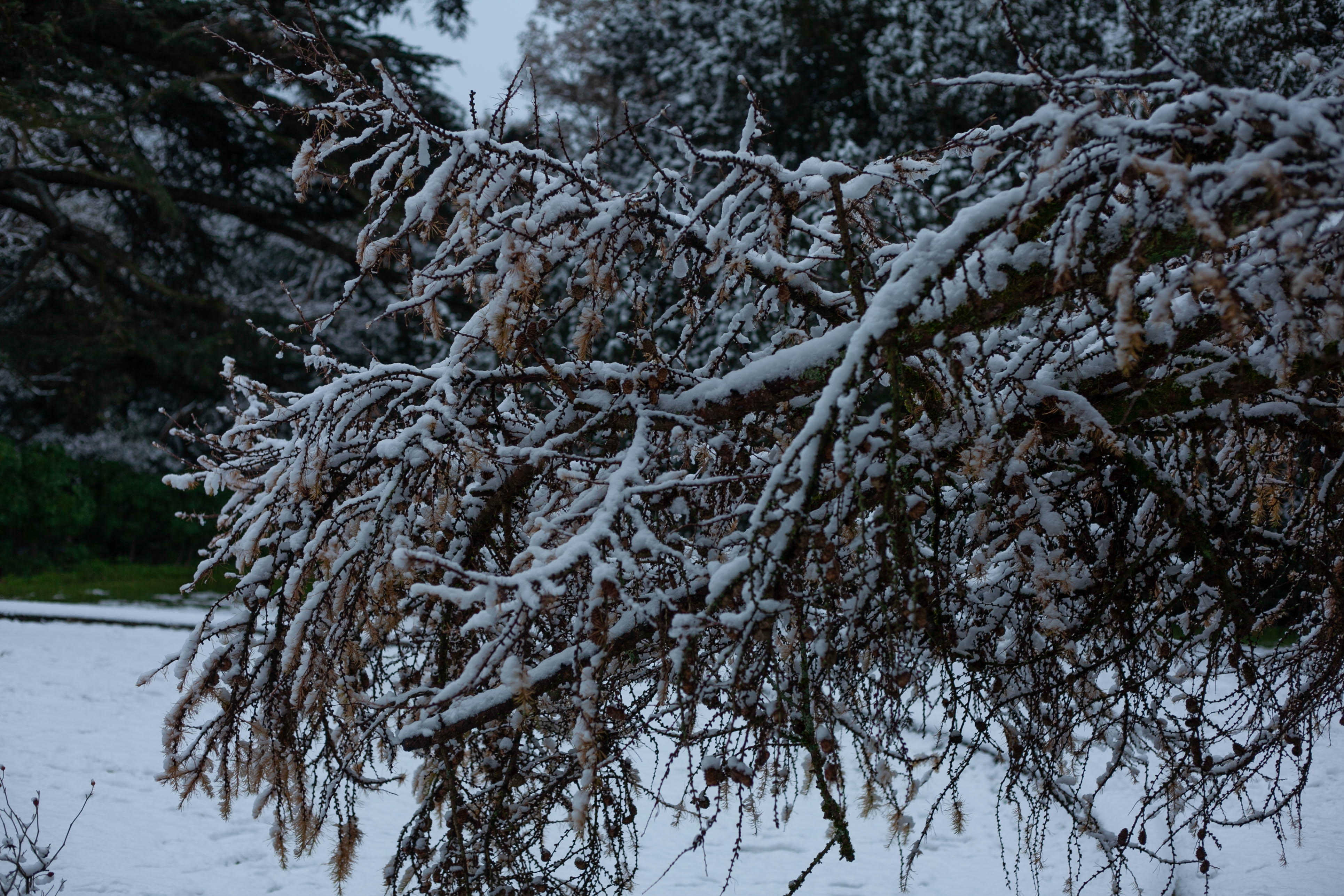 Snow in Roehampton 36