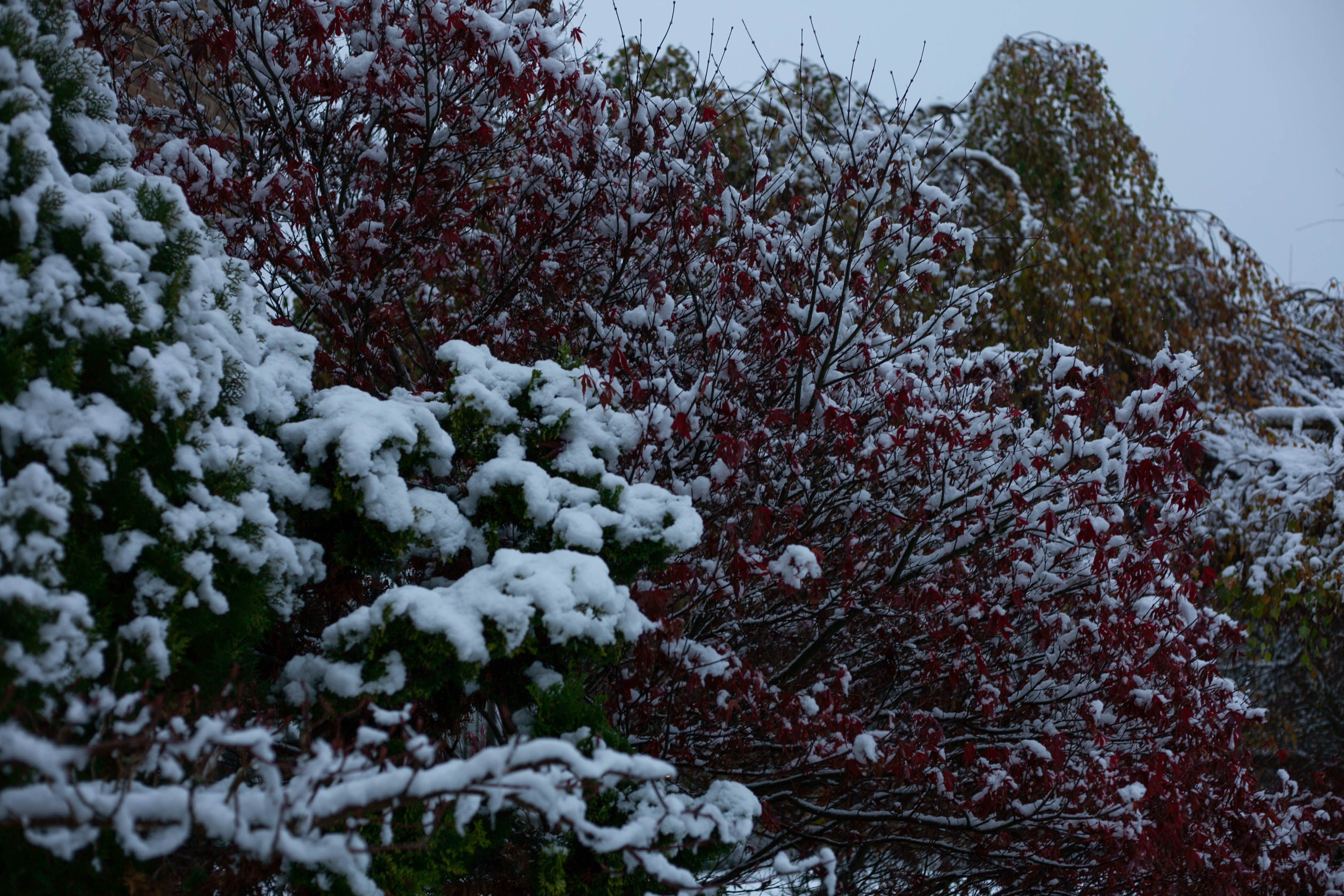 Snow in Roehampton 46