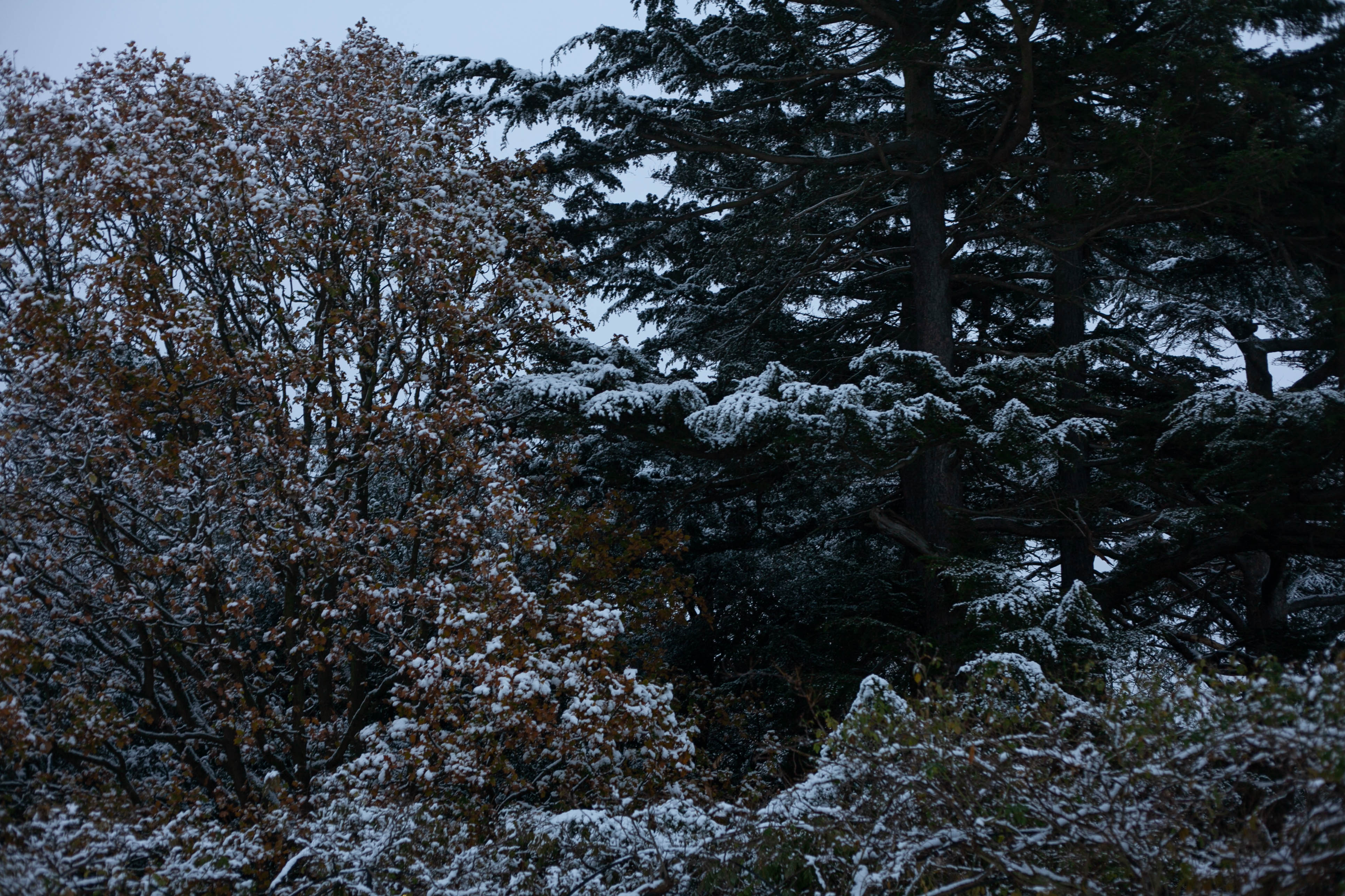 Snow in Roehampton 54