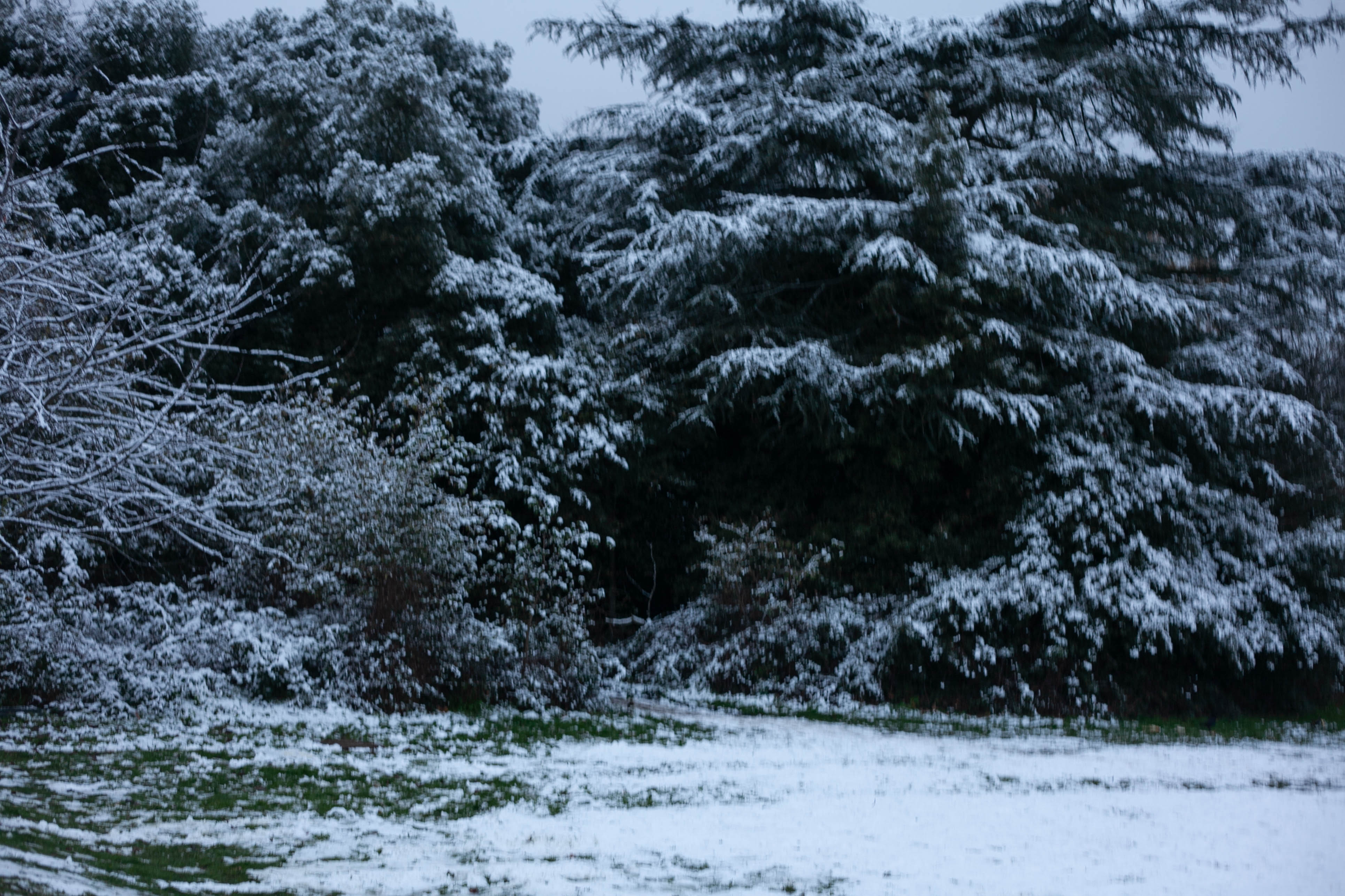 Snow in Roehampton 59
