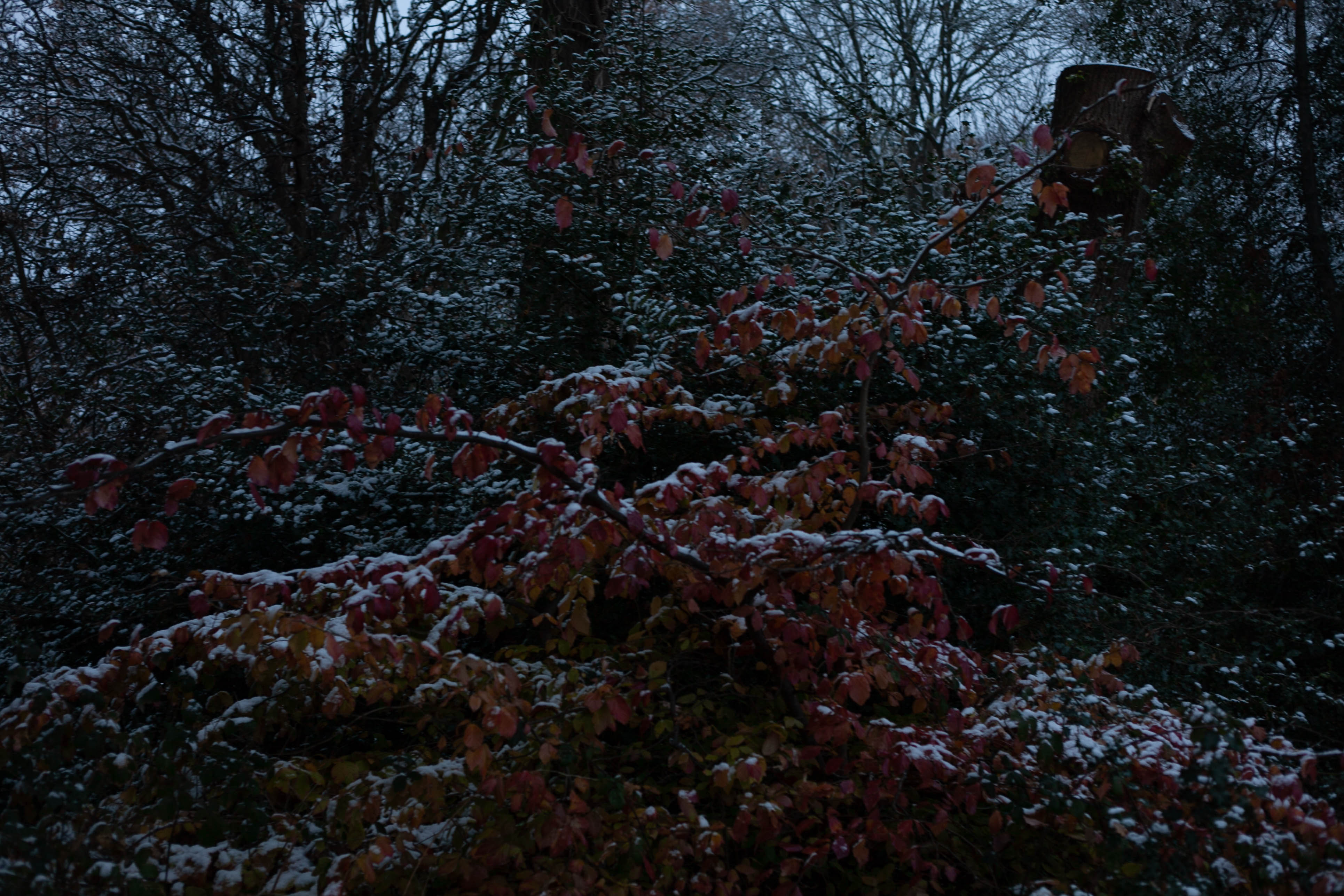 Snow in Roehampton 72