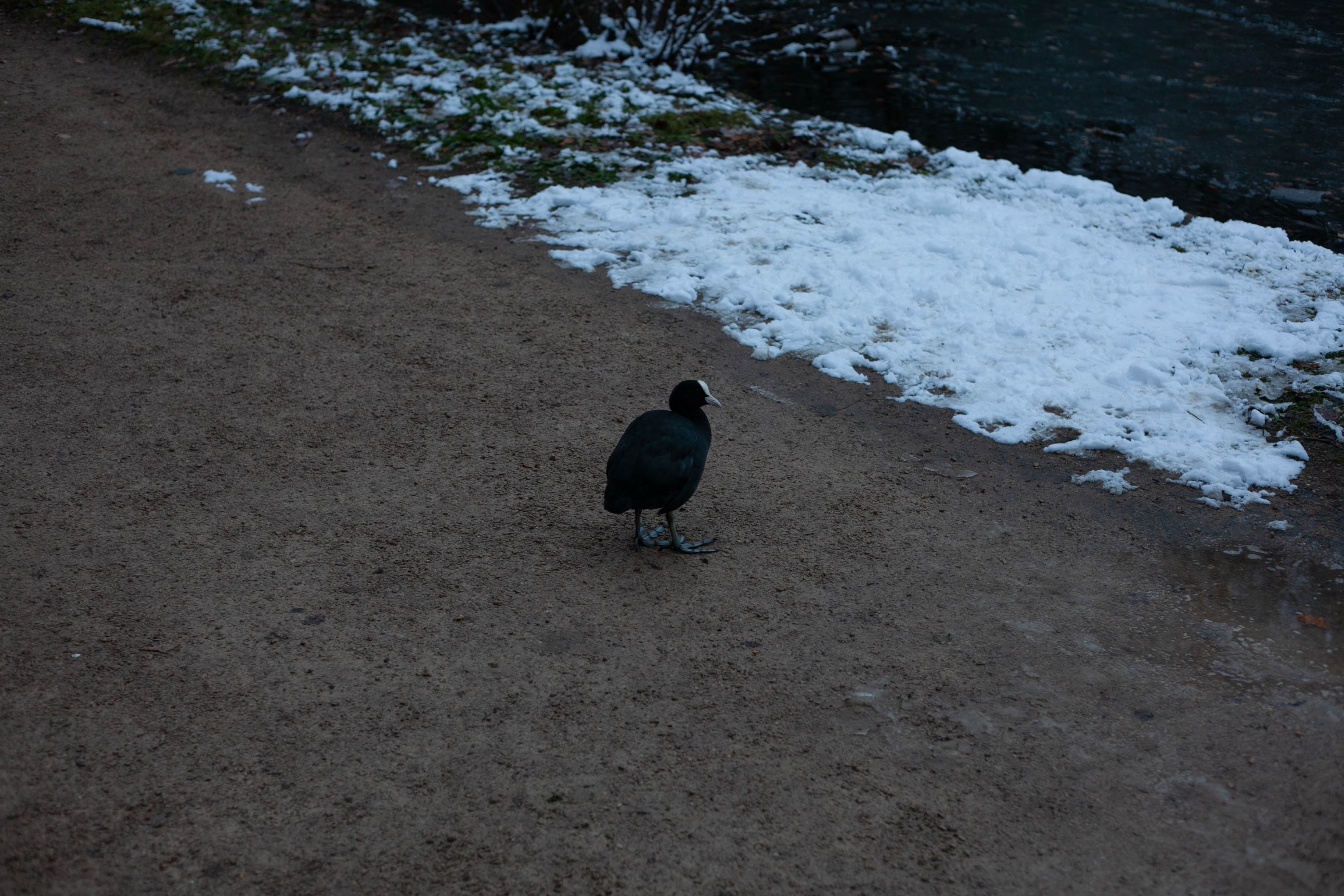 Snow in Roehampton 76