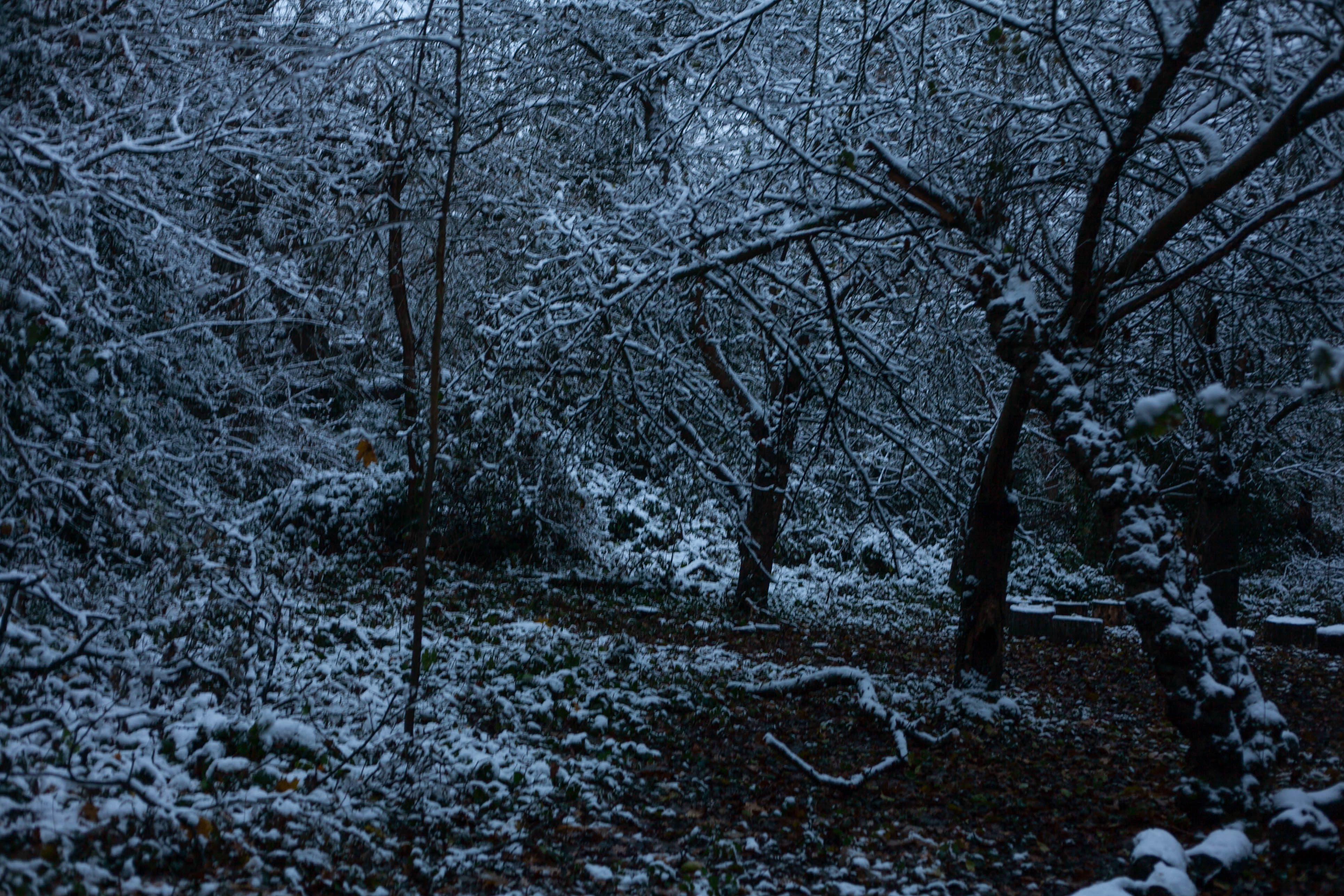Snow in Roehampton 85