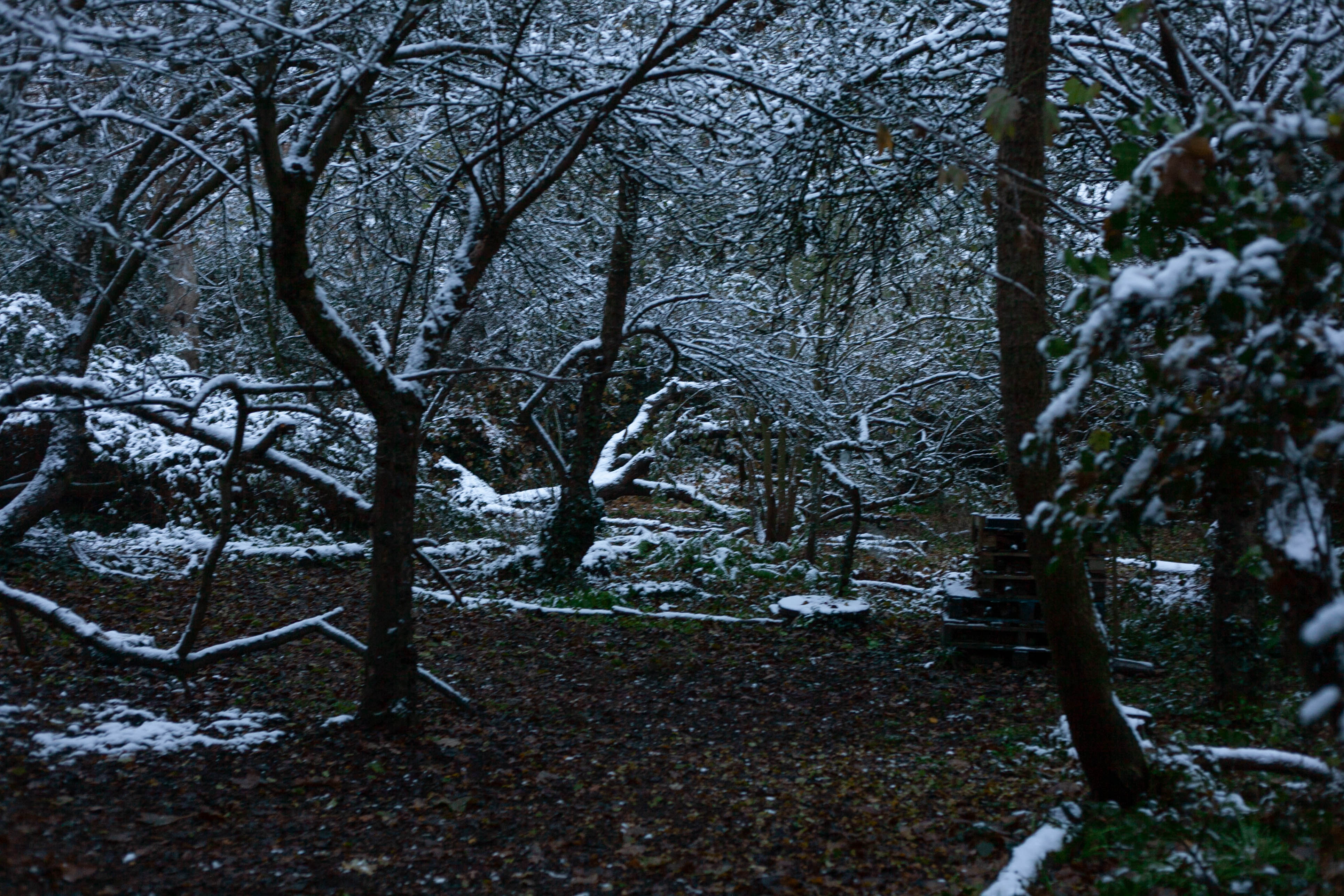 Snow in Roehampton 86