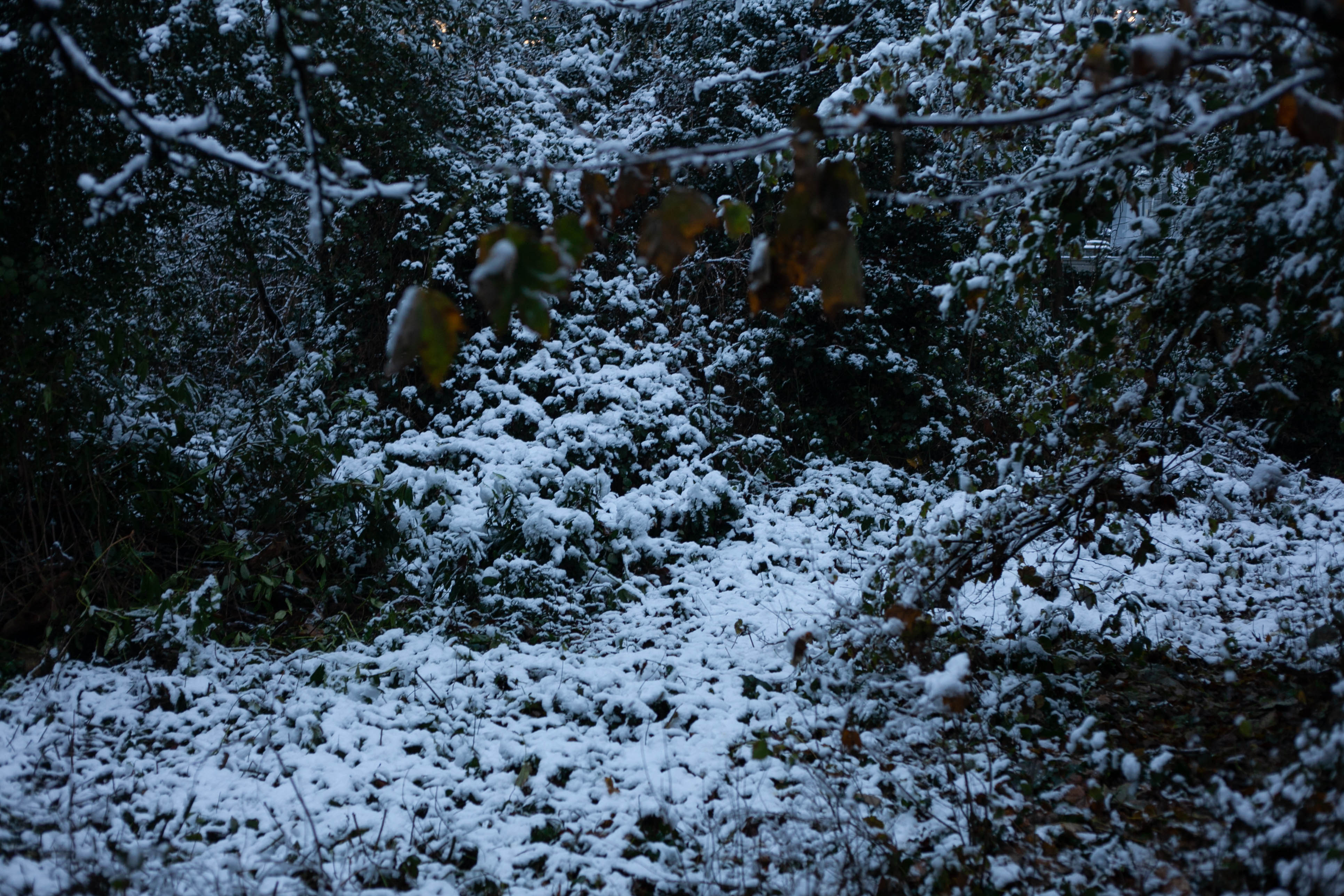 Snow in Roehampton 88