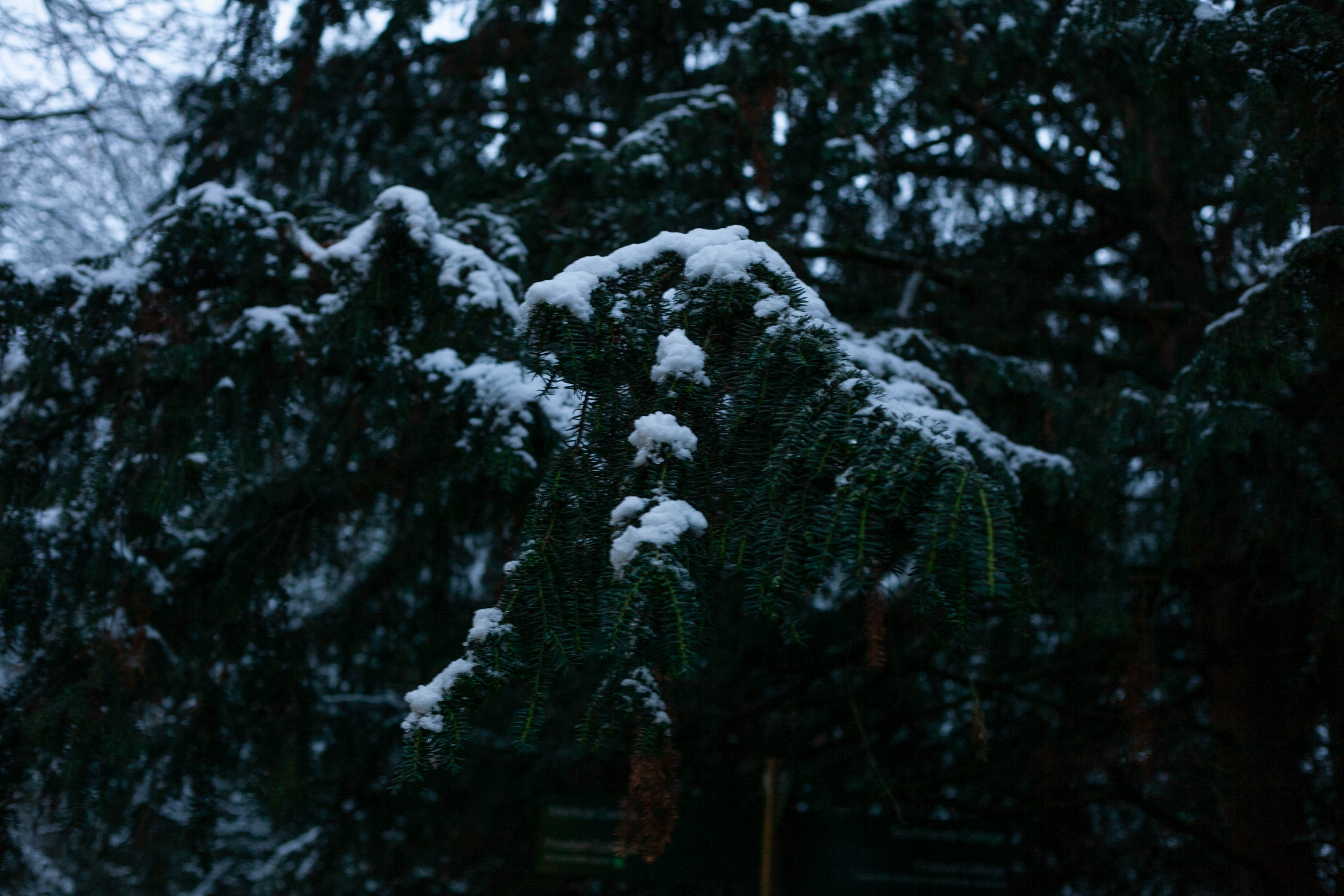 Snow in Roehampton 136