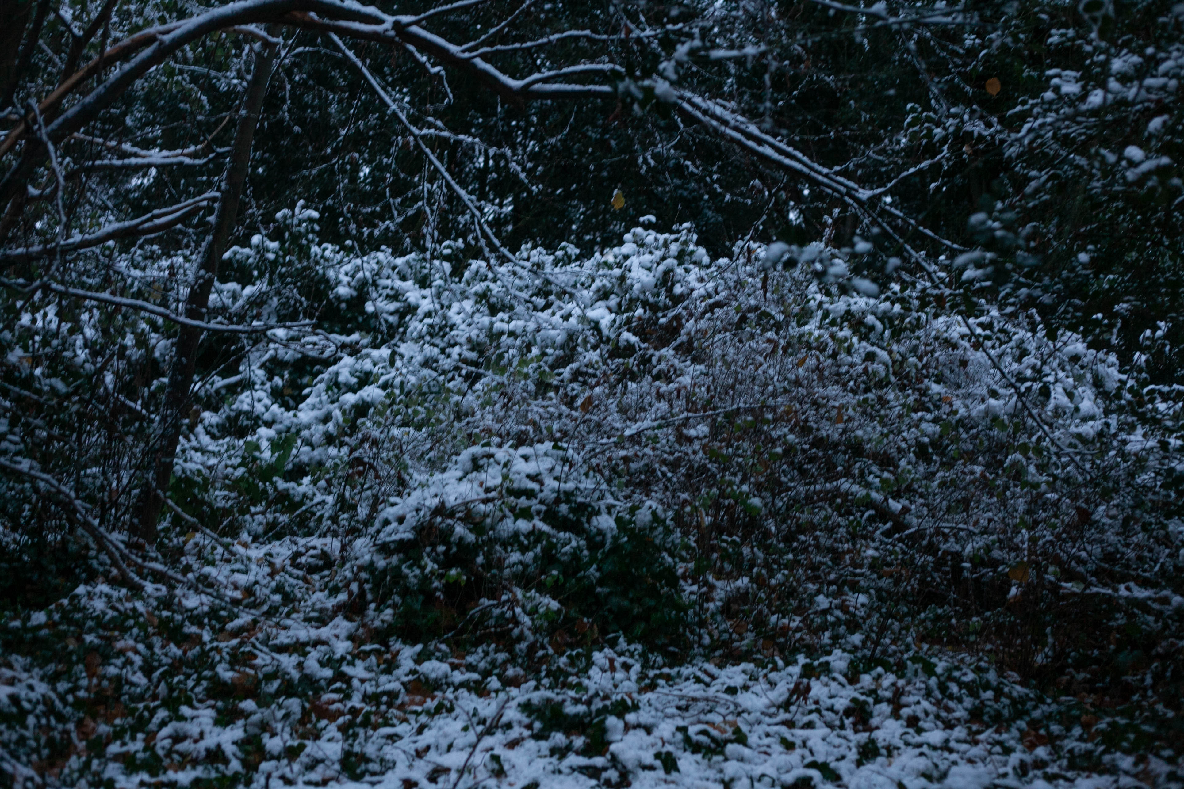 Snow in Roehampton 143