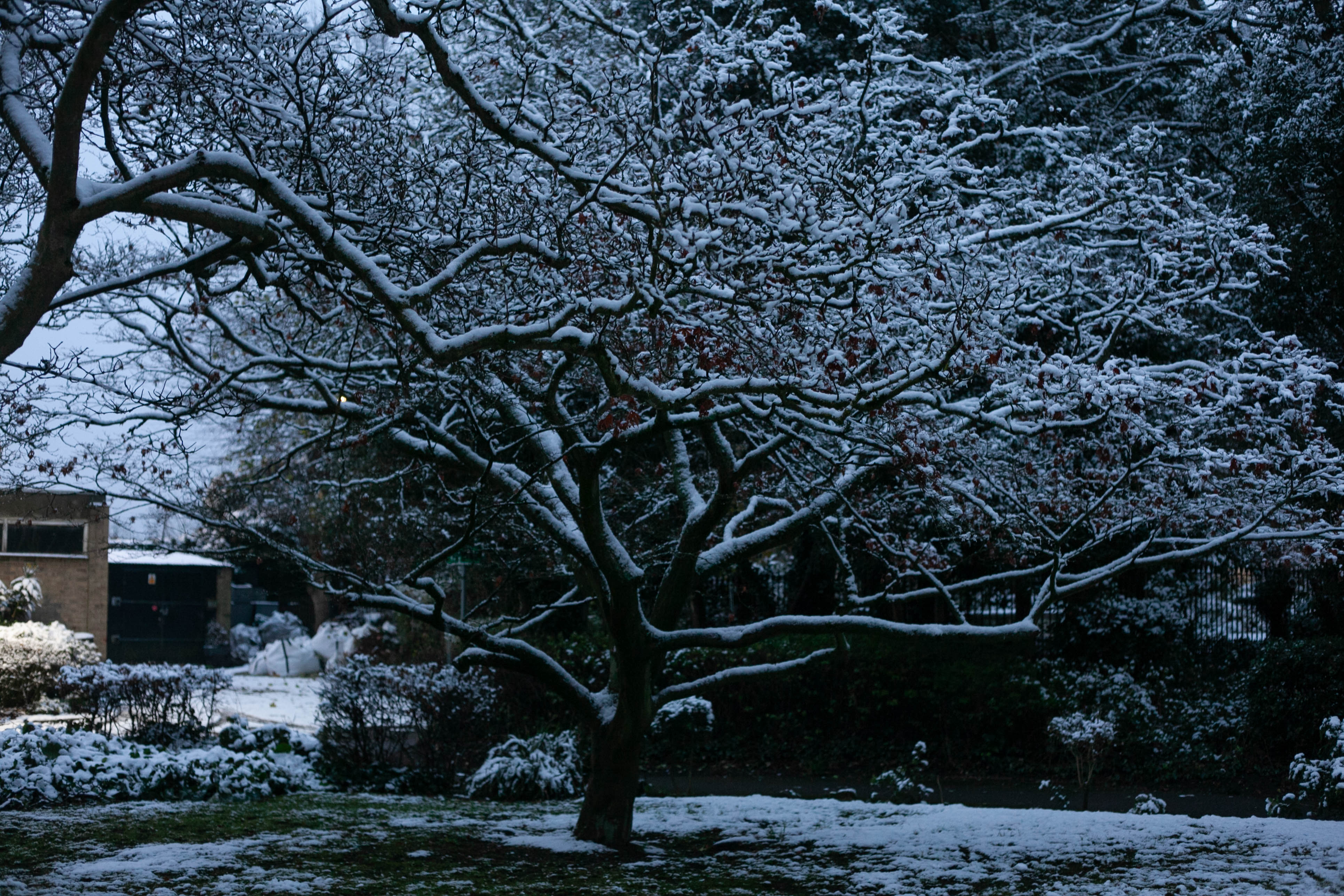 Snow in Roehampton 149